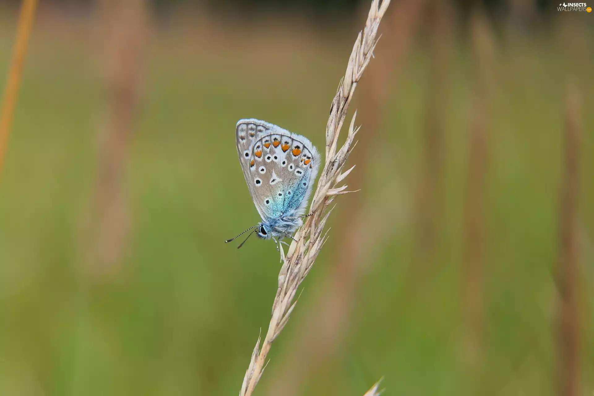 Dusky Icarus, male, grass, butterfly