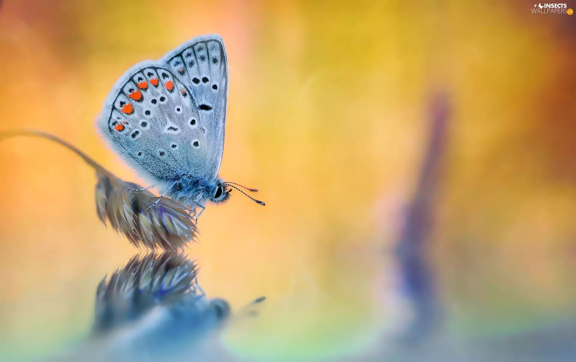 plant, butterfly, Dusky Icarus