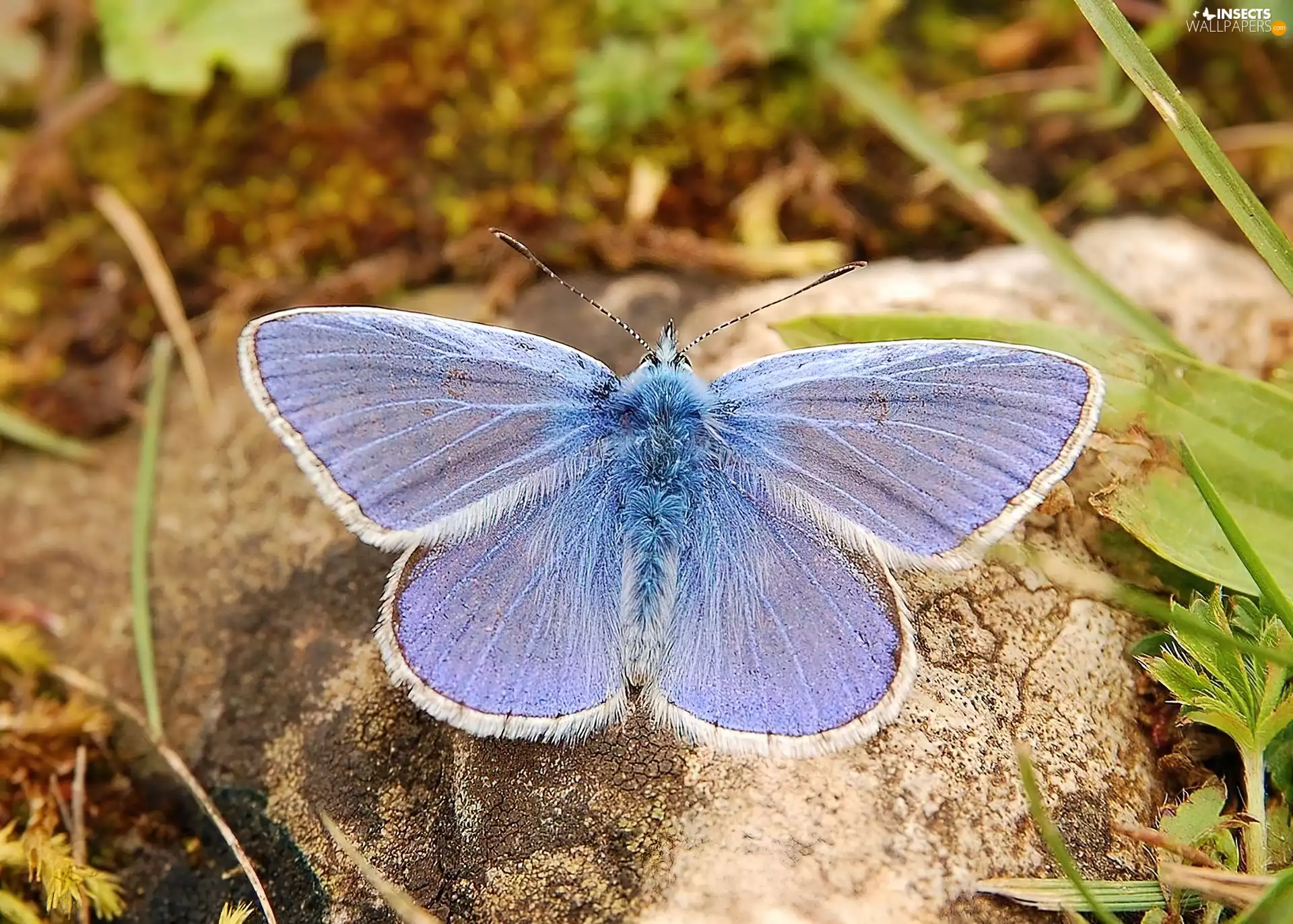 Stone, butterfly, Dusky Icarus