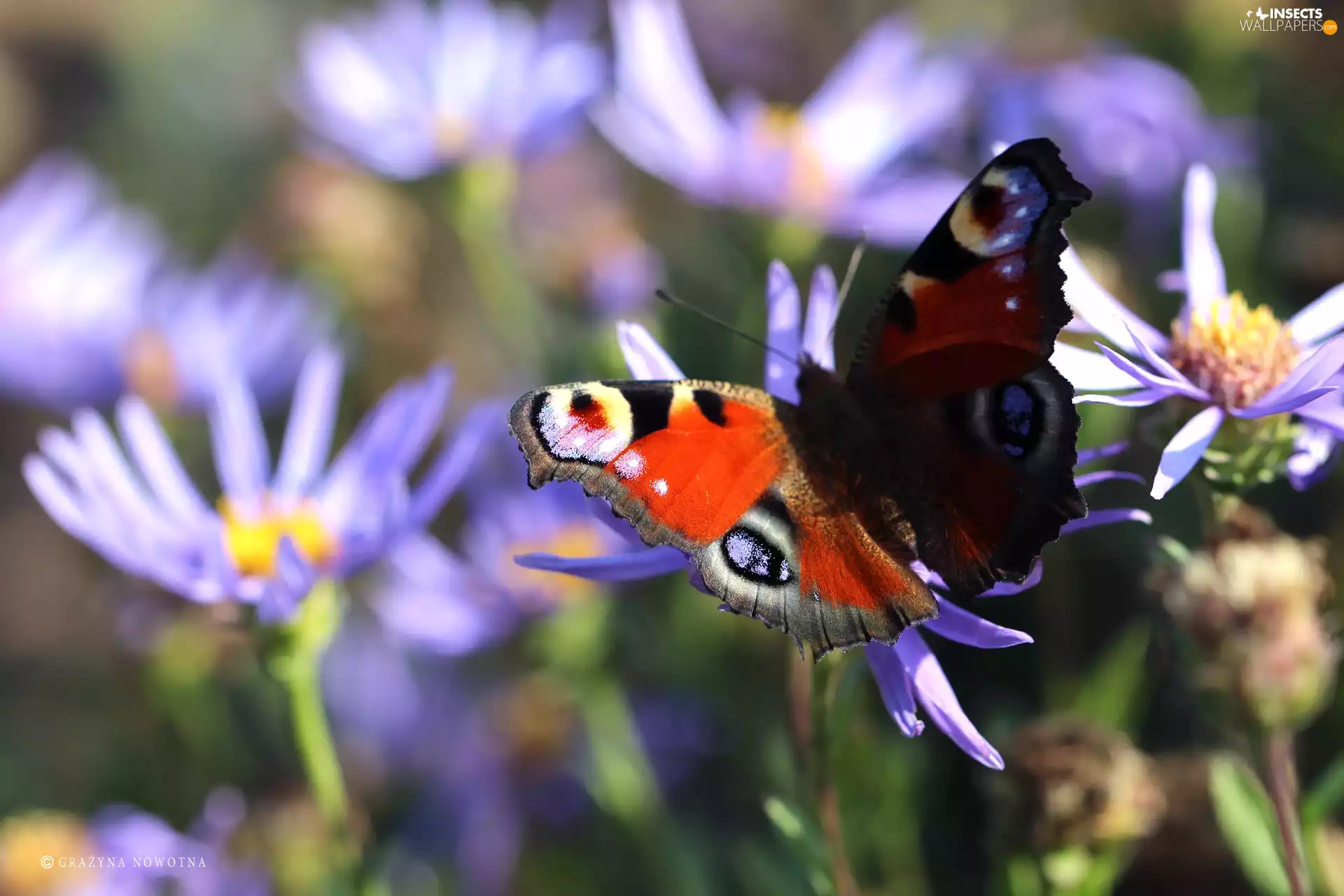Inachis Io, butterfly