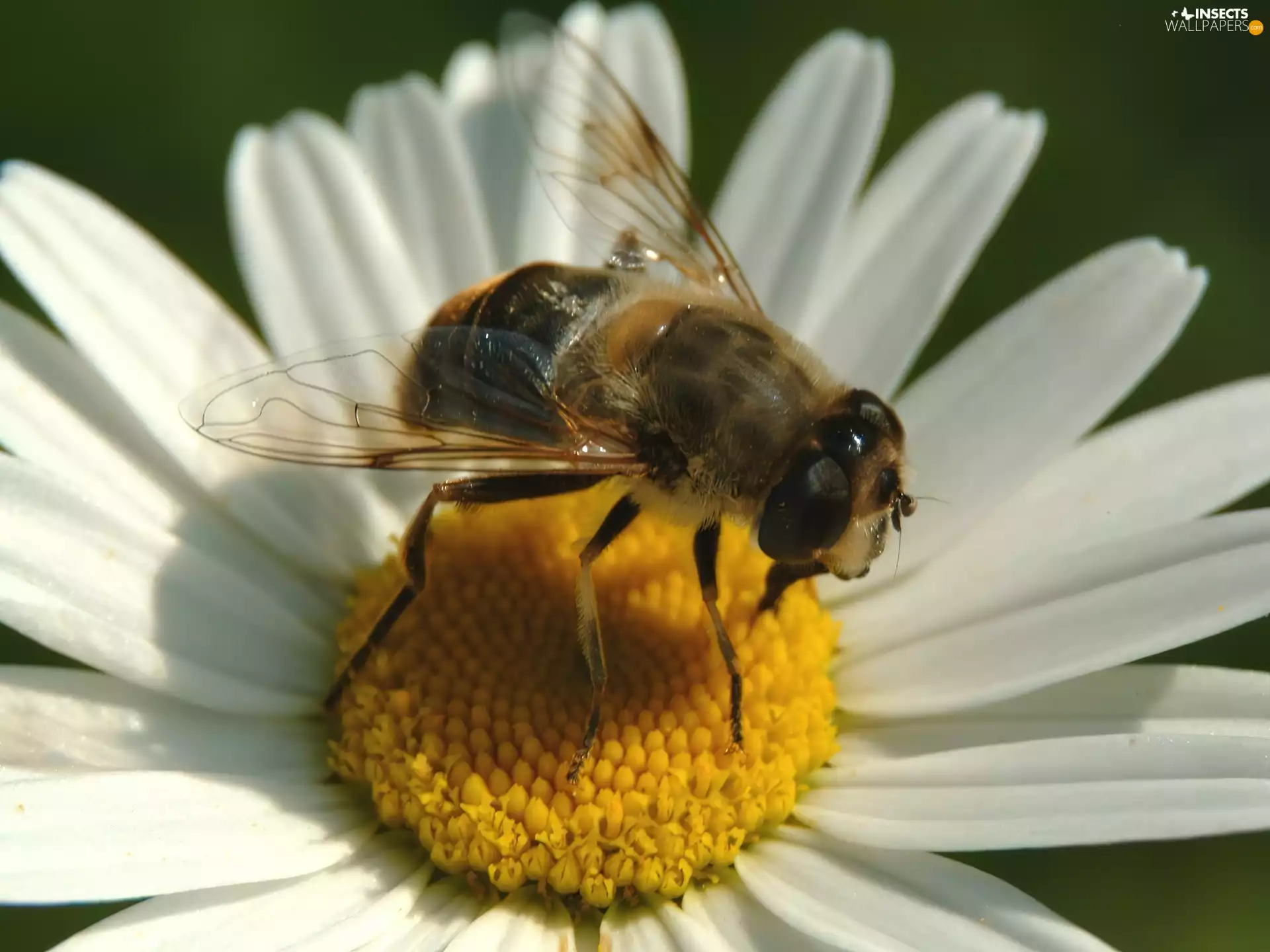 bee, Chrysanthemum appropriate, inflorescence