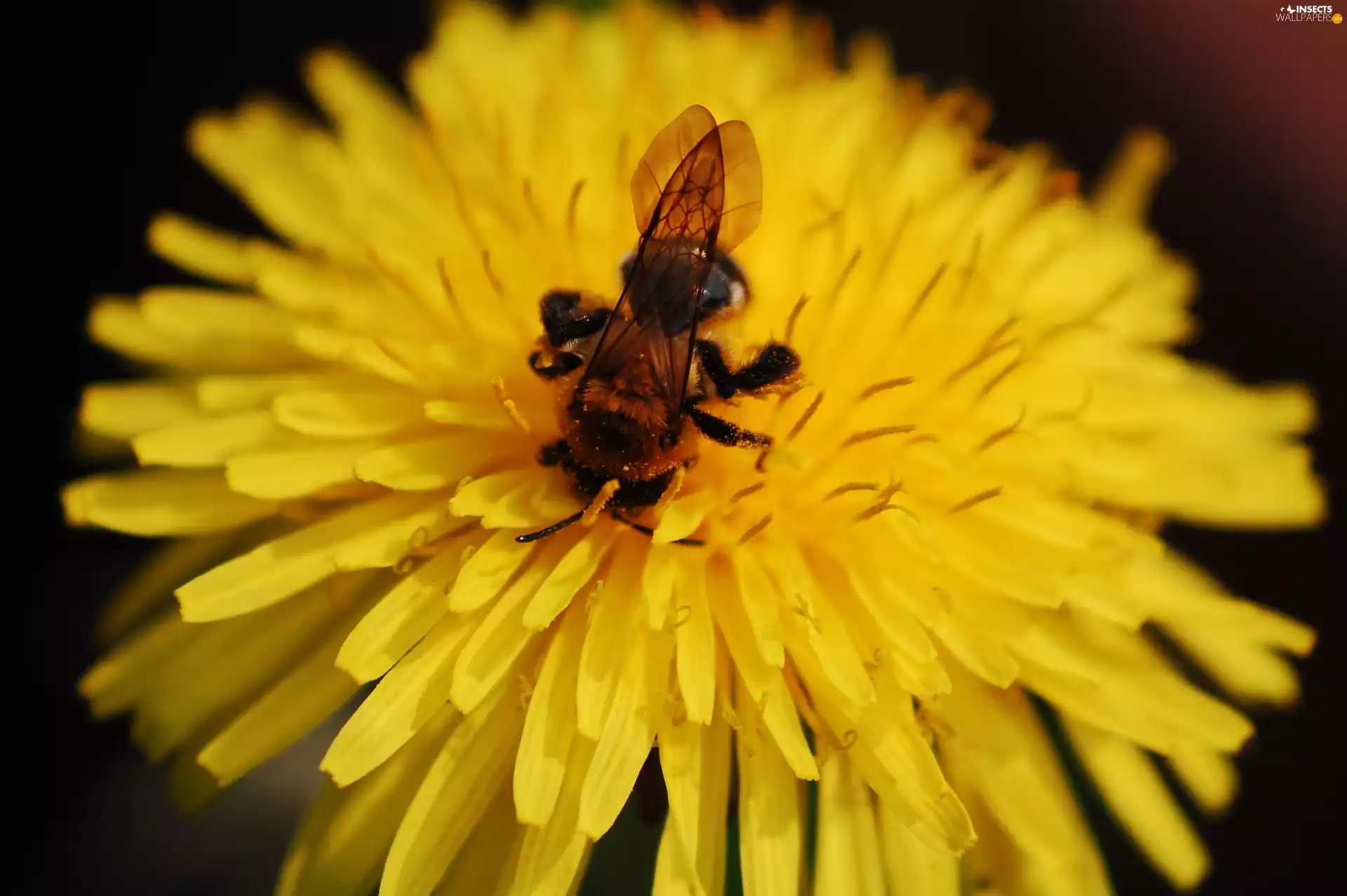 bee, Colourfull Flowers, Insect