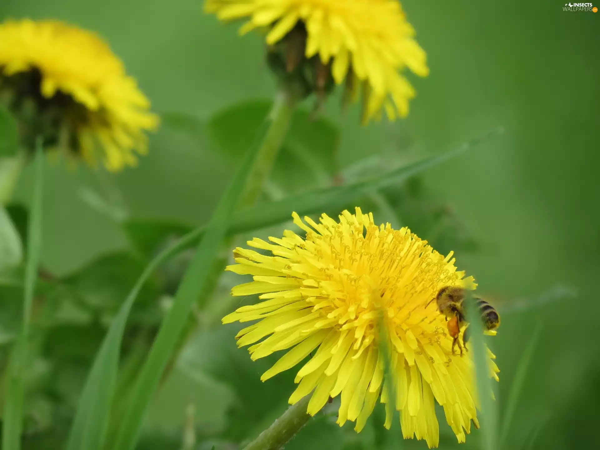 Meadow, Insect, bee, grass, puffball