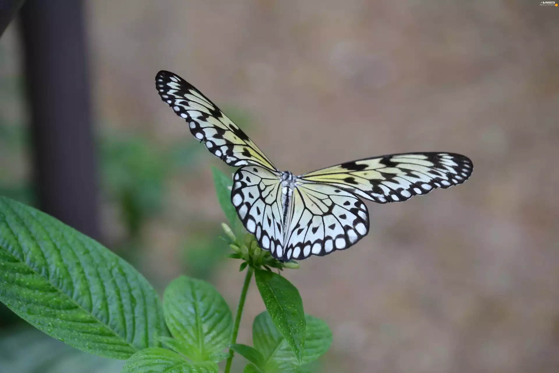 butterfly, plant, Leaf, Insect