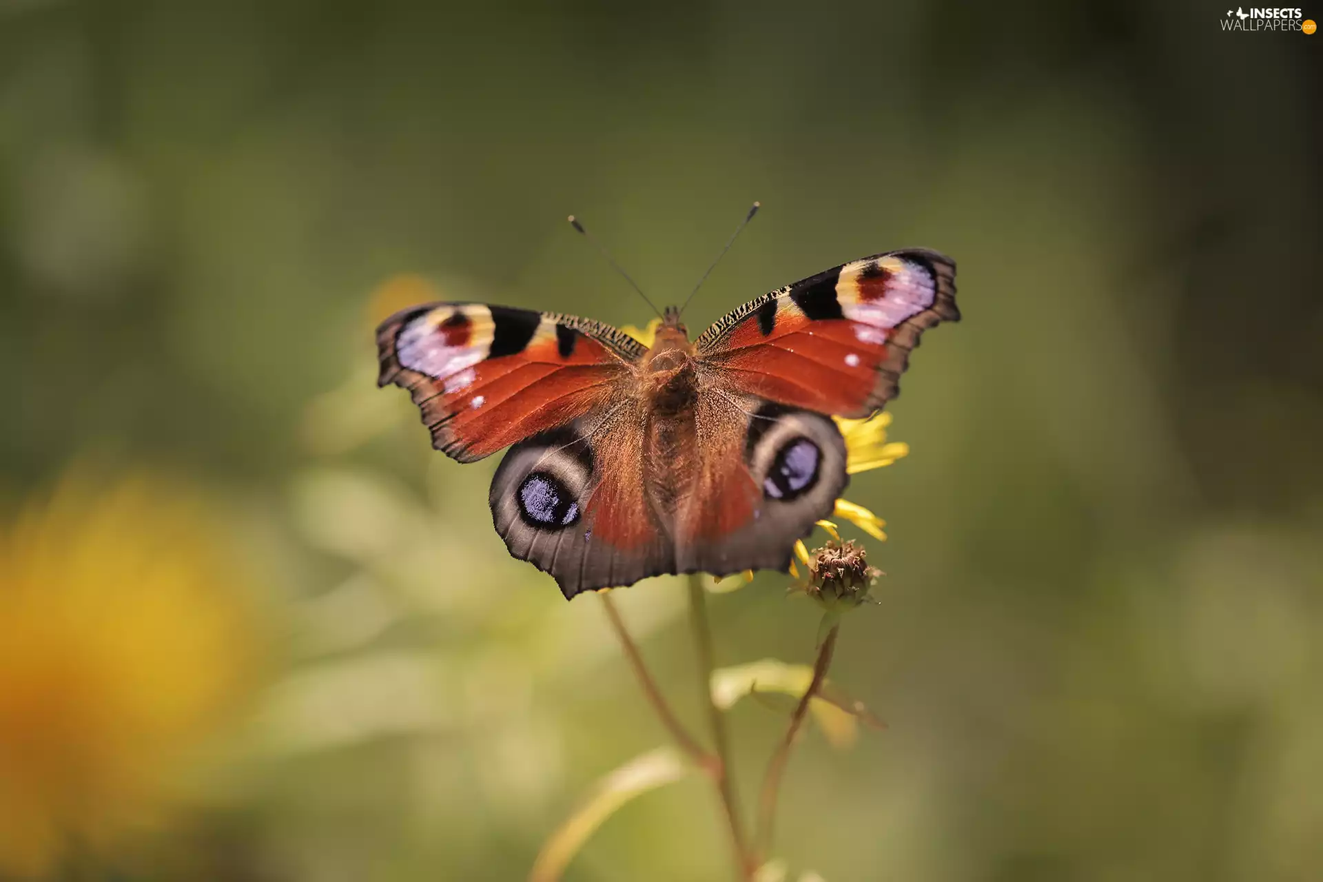 Insect, Peacock, butterfly