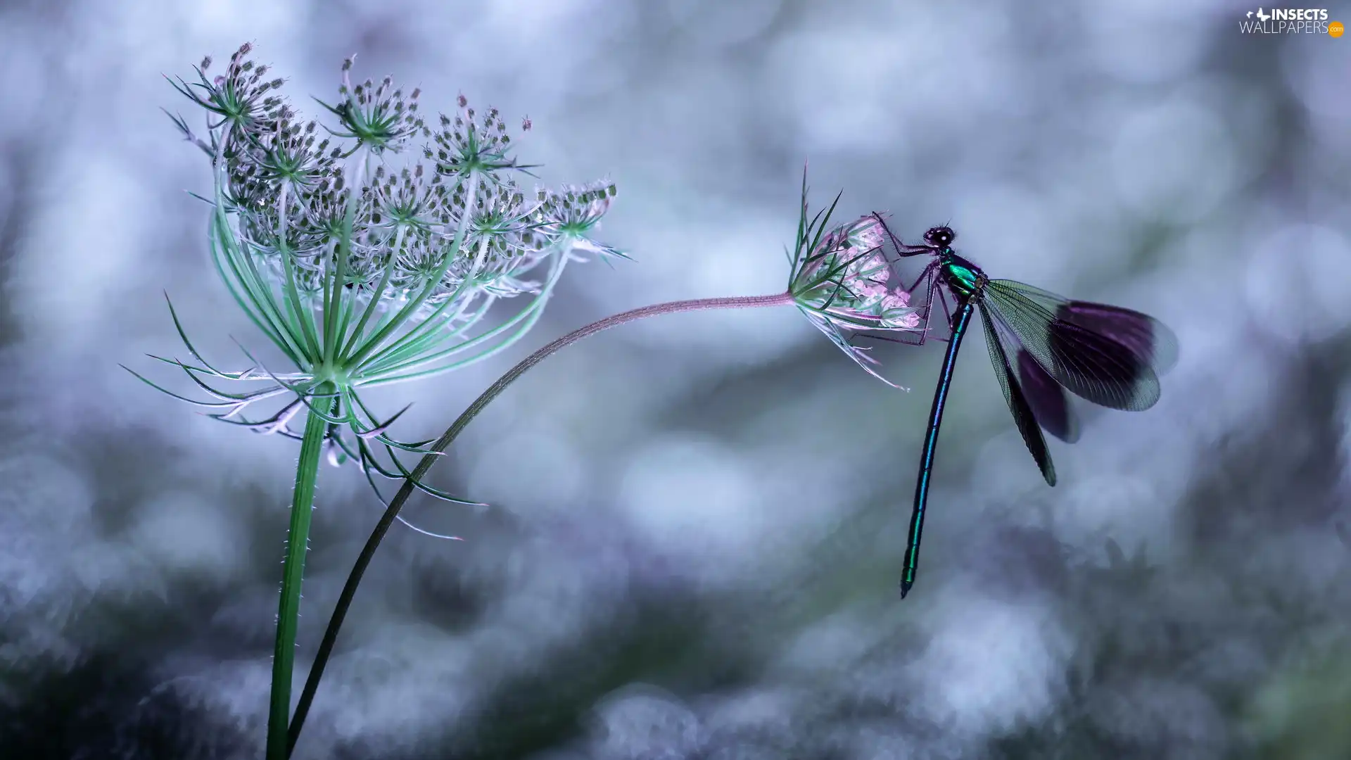 plant, Daucus Carota, dragon-fly, Banded Demoiselle, Insect