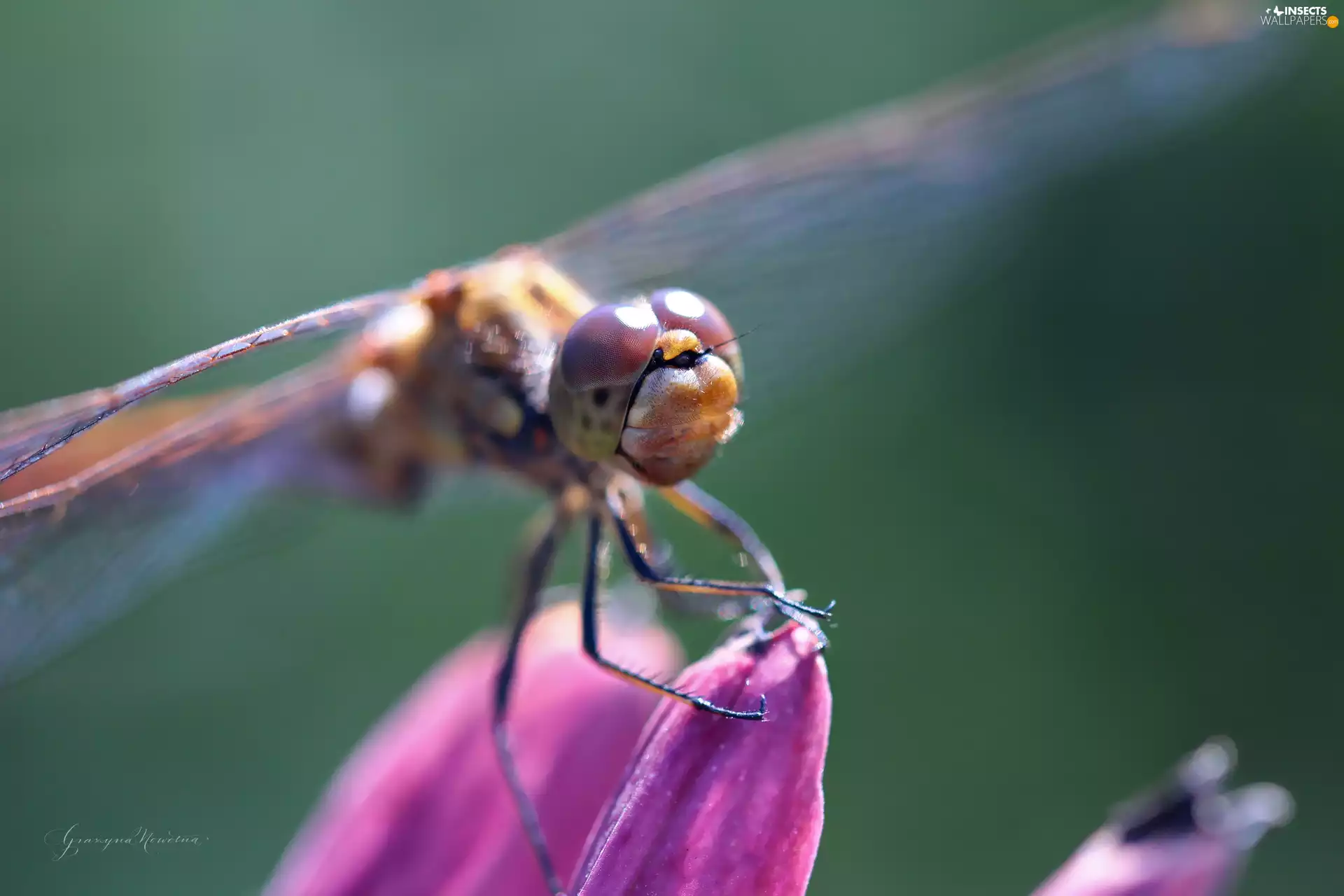 Close, dragon-fly, Insect