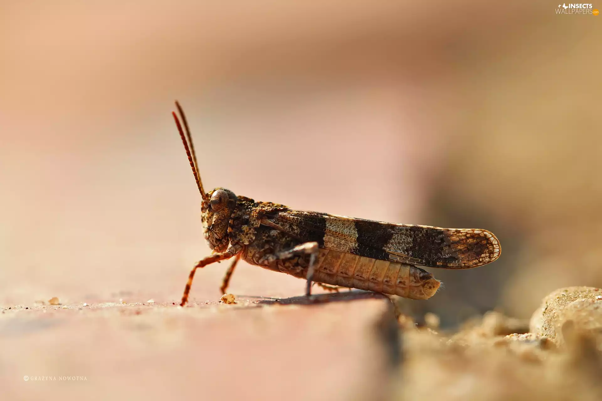 Insect, grasshopper, cricket