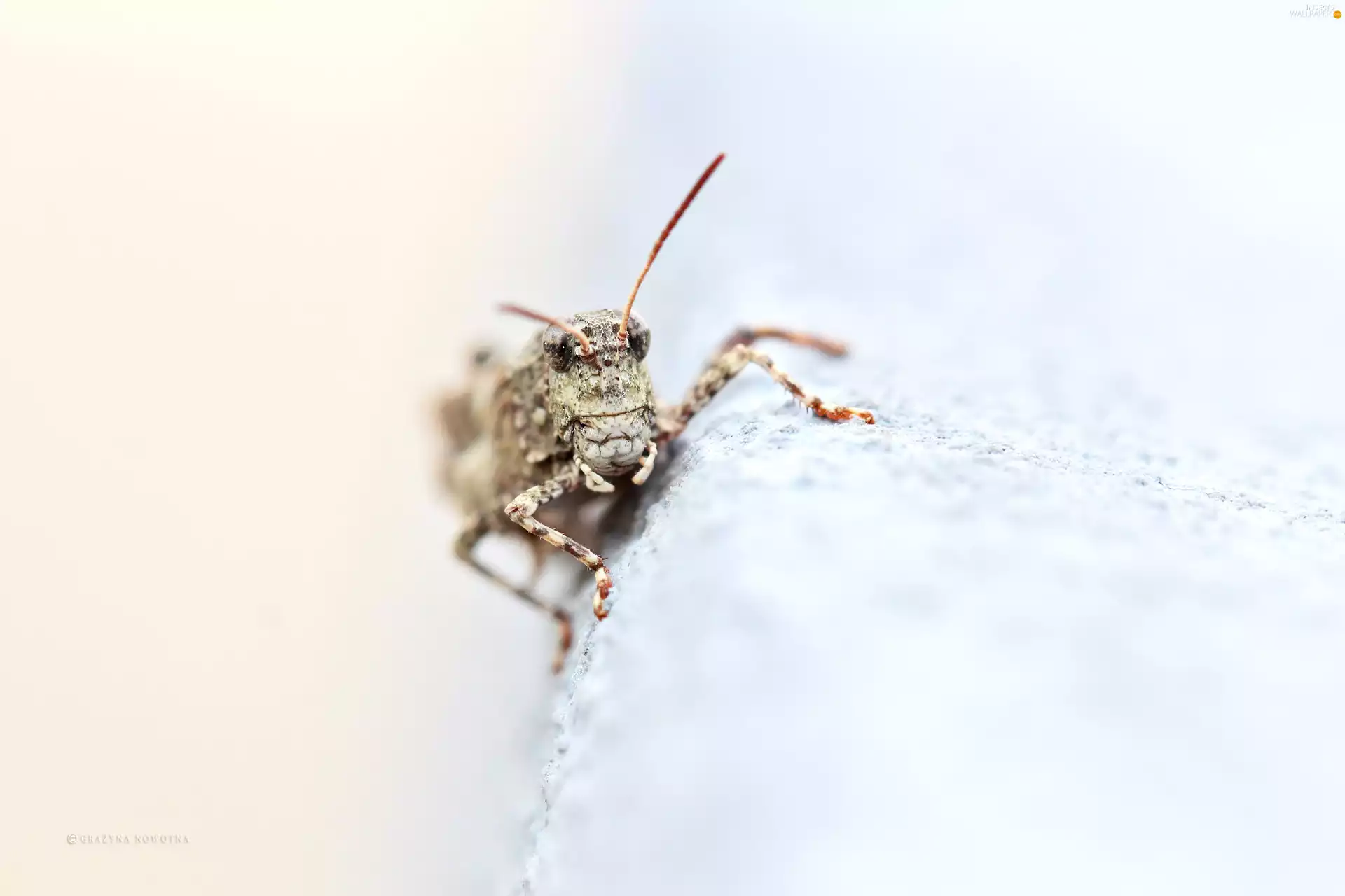 Insect, grasshopper, cricket