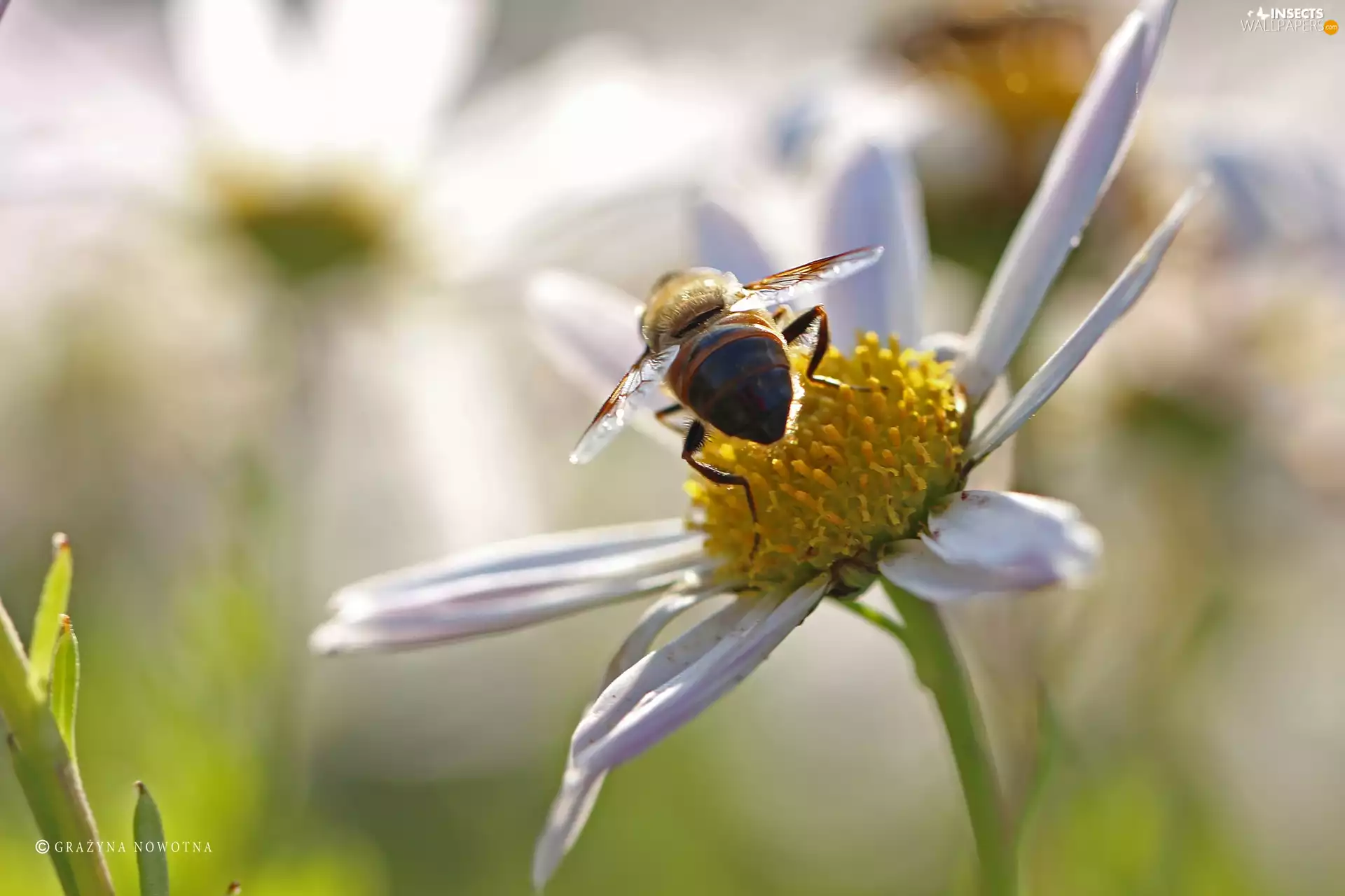 Colourfull Flowers, Close, Insect, wasp, Daisy