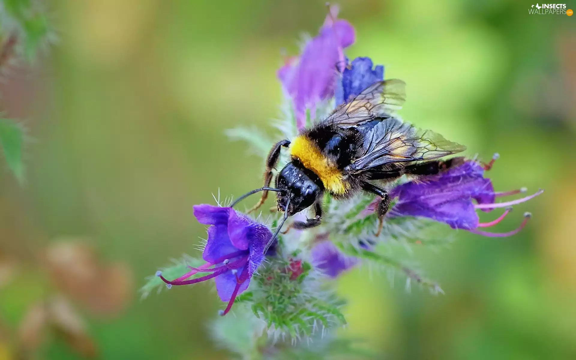 dumbledor, Colourfull Flowers, Insect