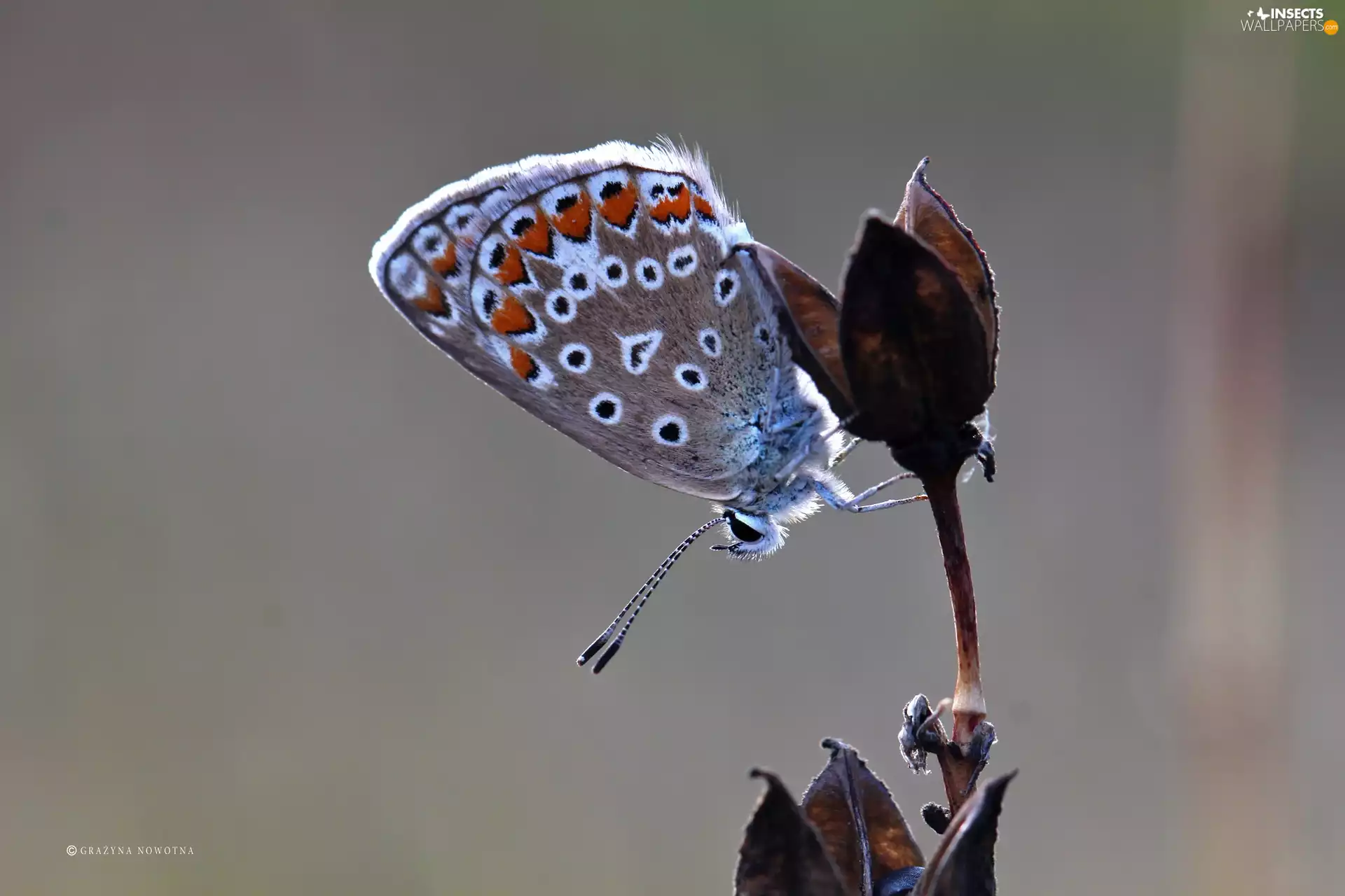 Insect, butterfly, Dusky