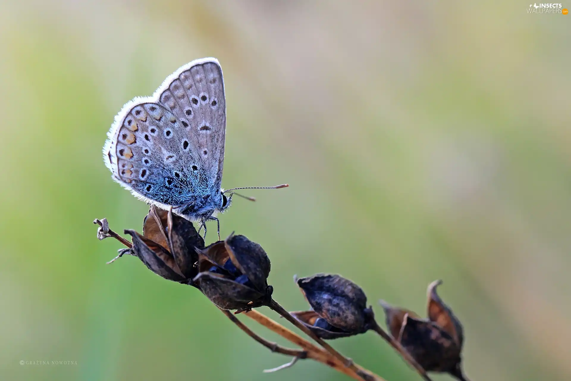 Insect, butterfly, Dusky