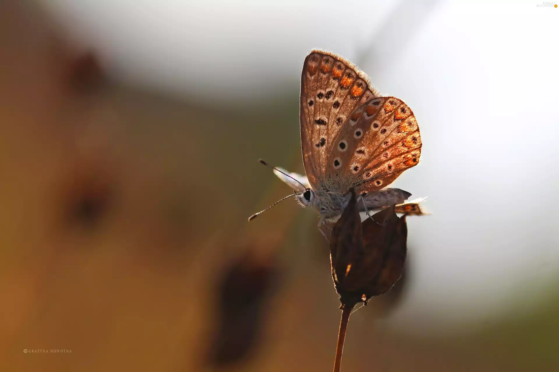 Insect, butterfly, Dusky