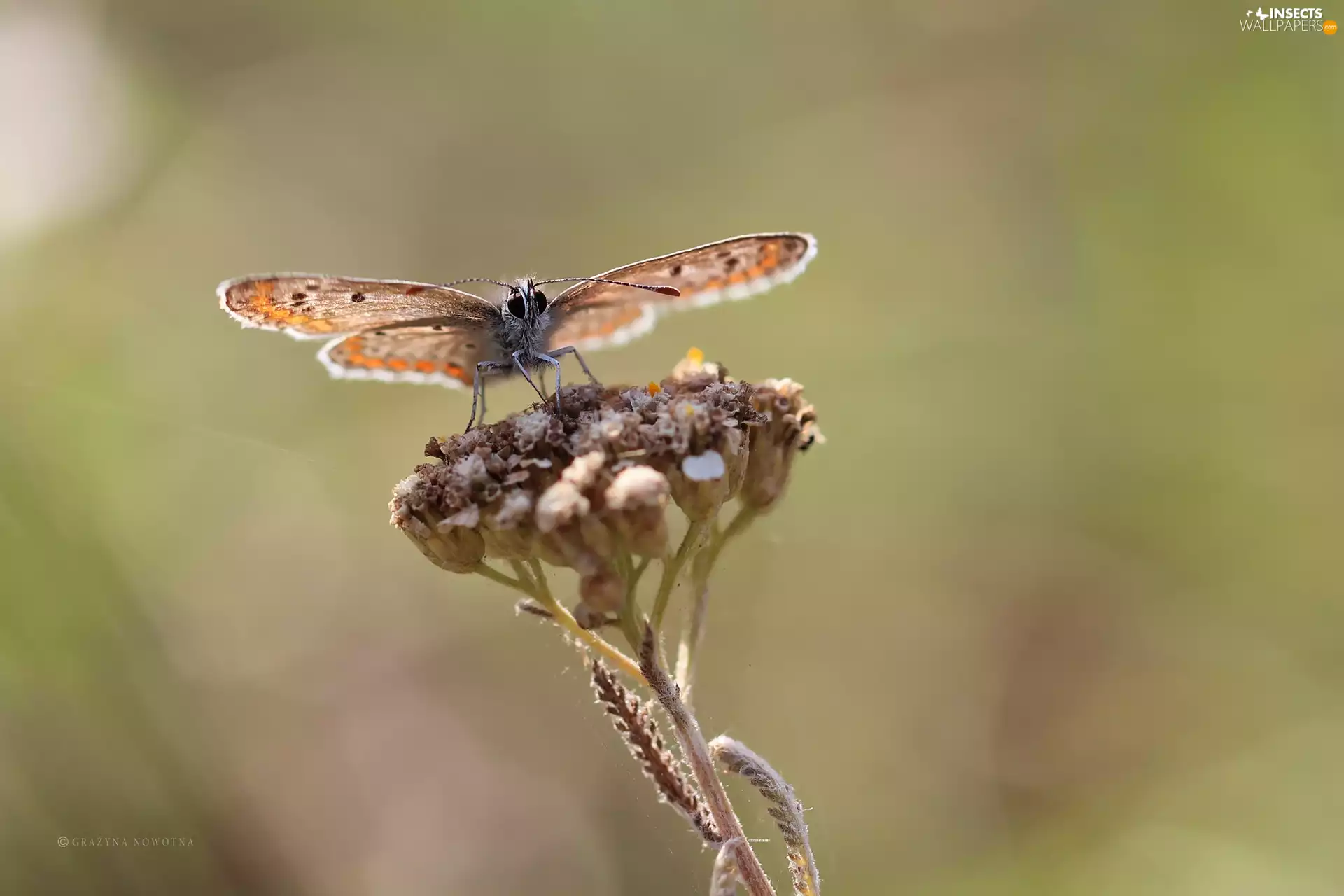 Insect, butterfly, Dusky