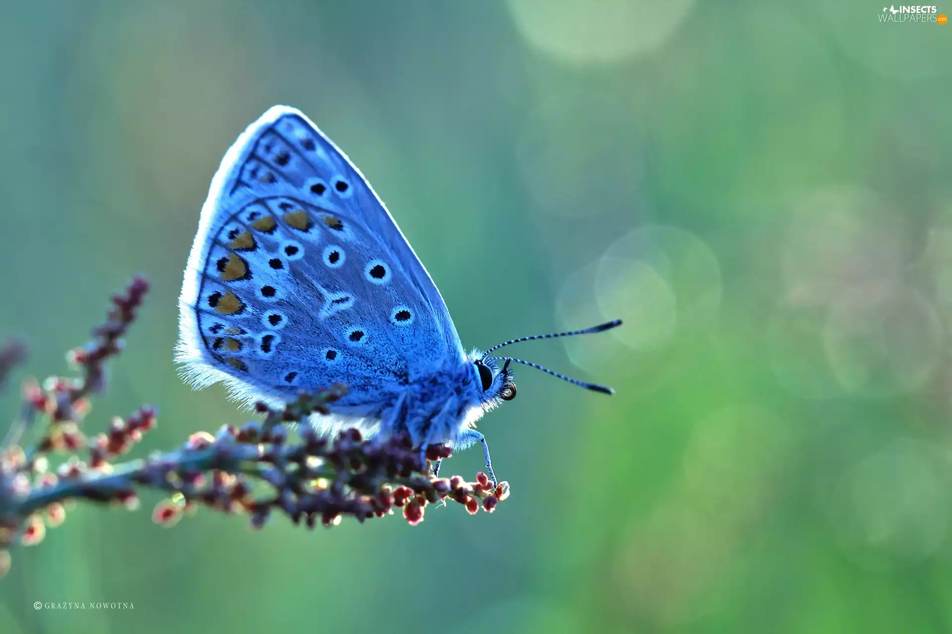 Insect, butterfly, Dusky