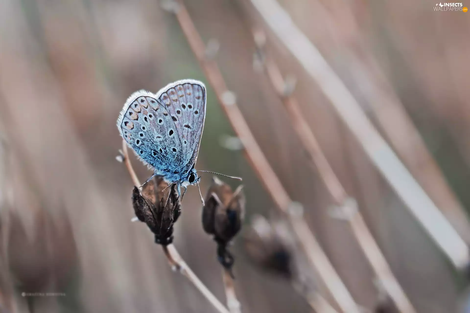 Insect, butterfly, Dusky