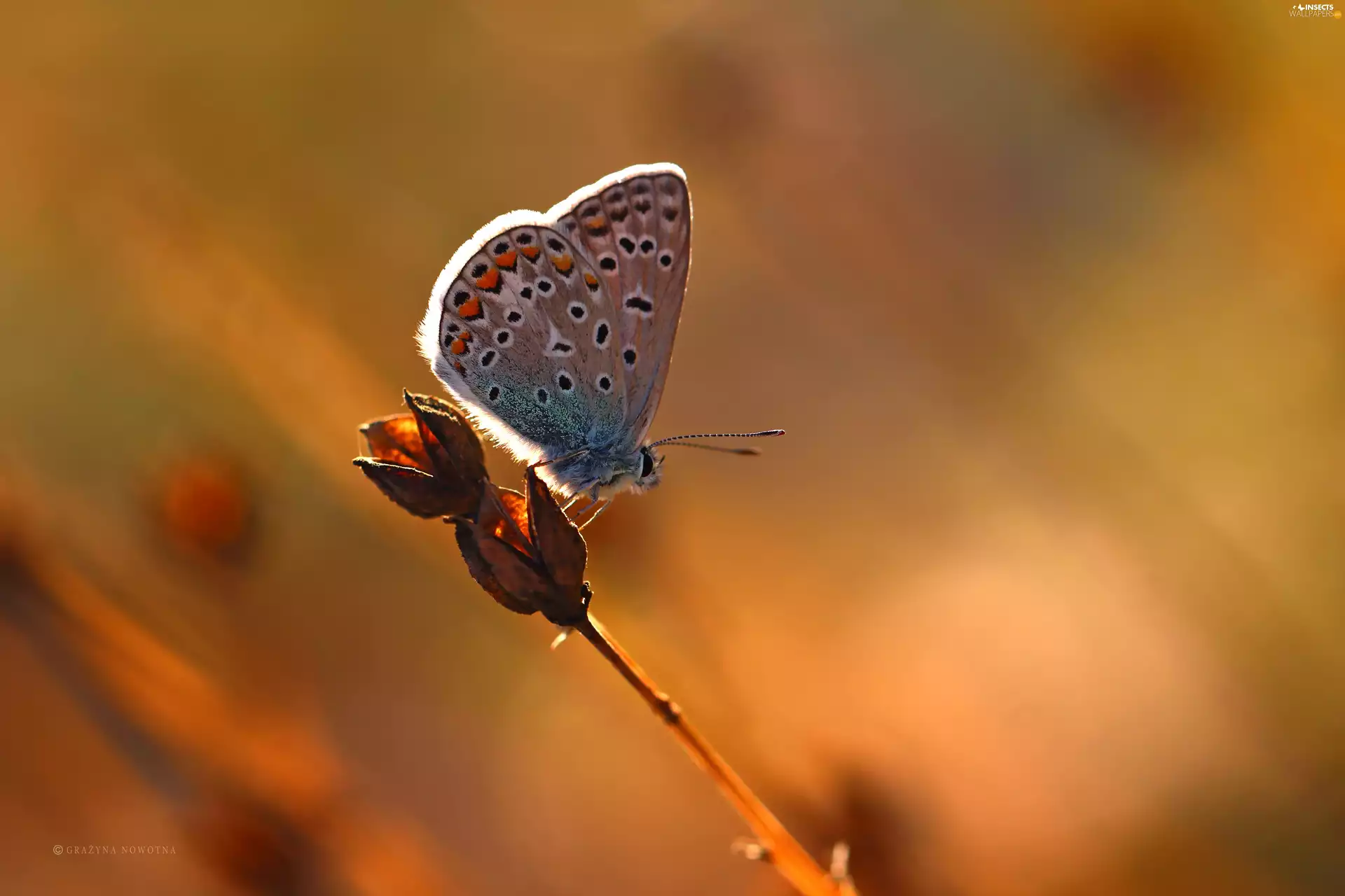 Insect, butterfly, Dusky