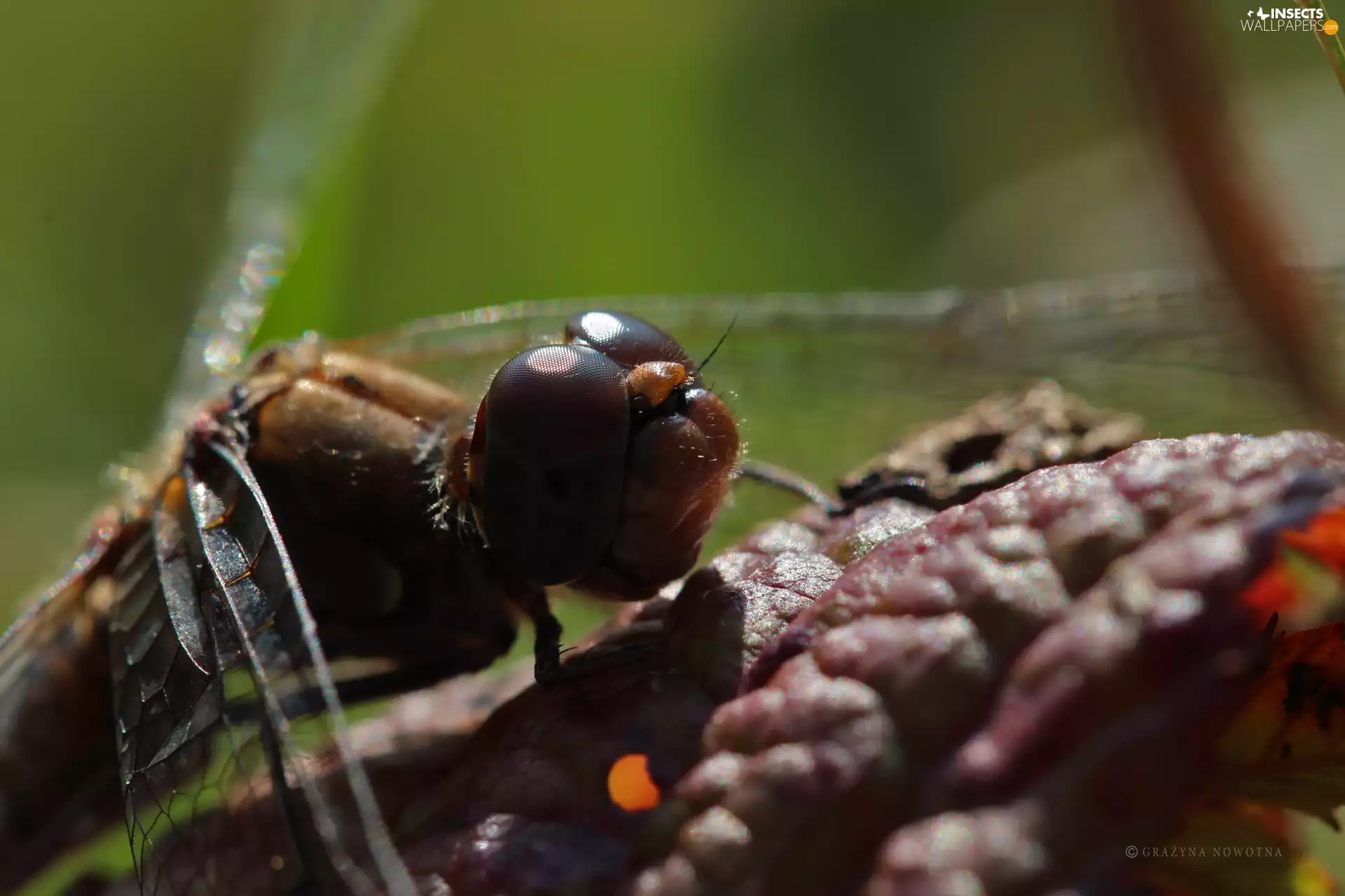 Eyes, dragon-fly, Insect