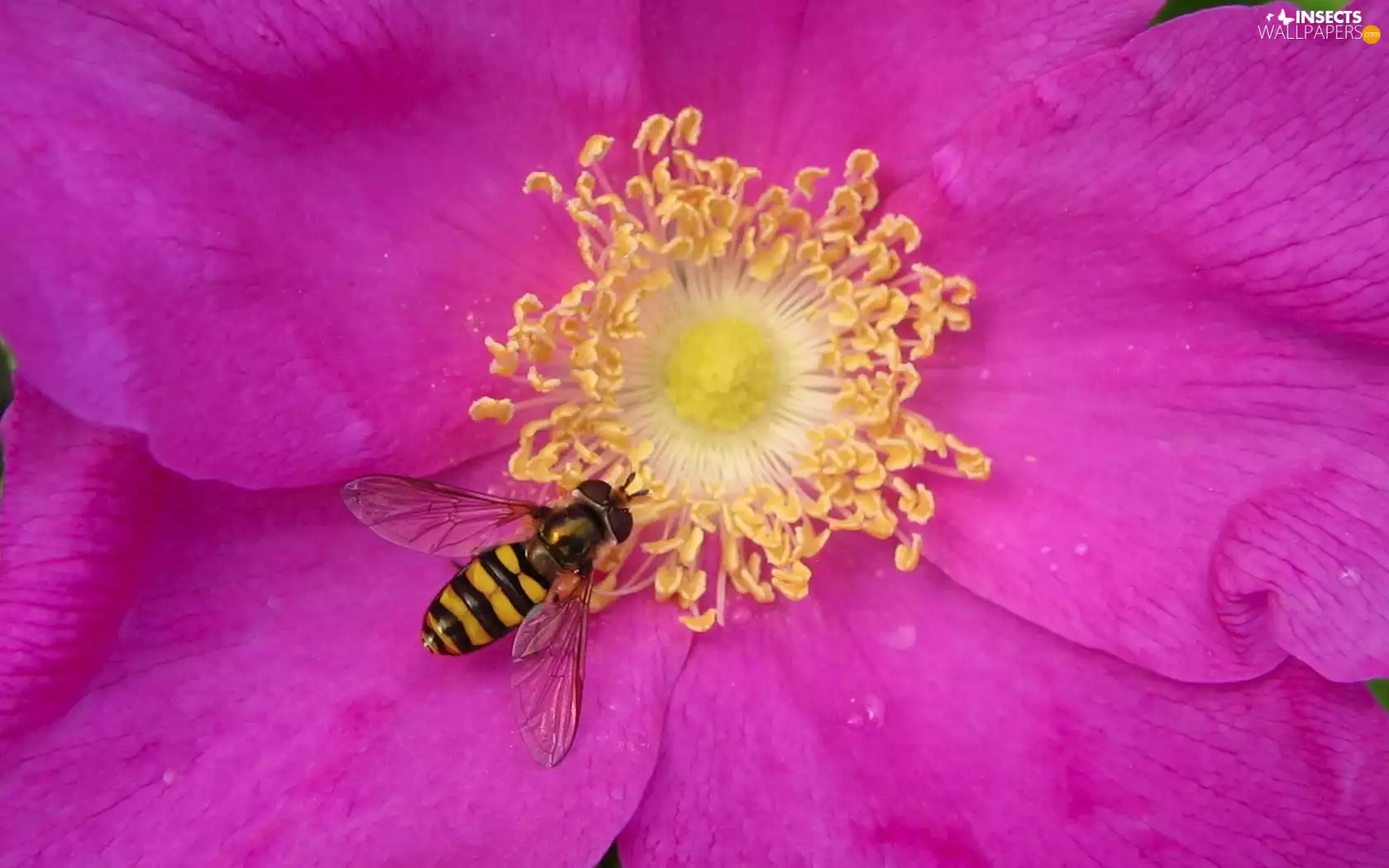 flakes, Colourfull Flowers, Insect