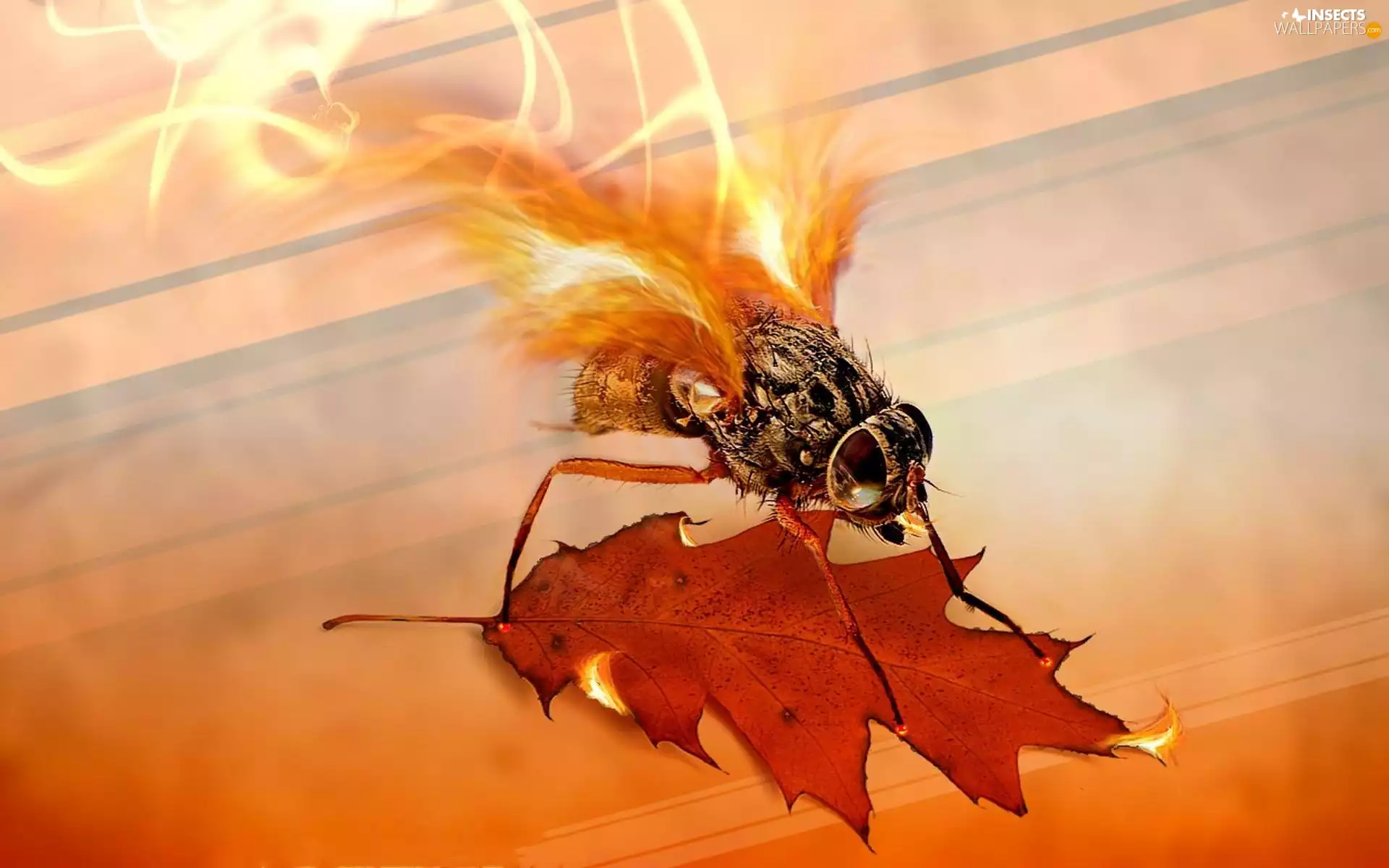 graphics, leaf, abstraction, Insect