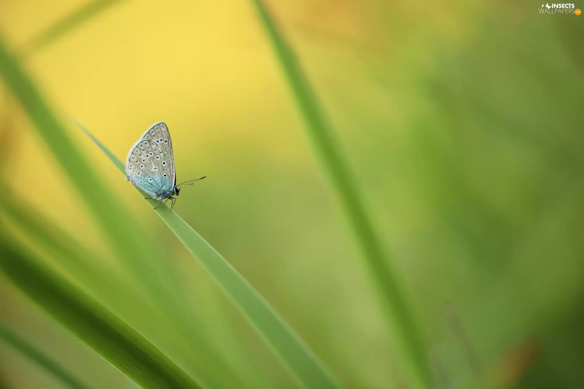 butterfly, Insect, grass, Dusky Icarus