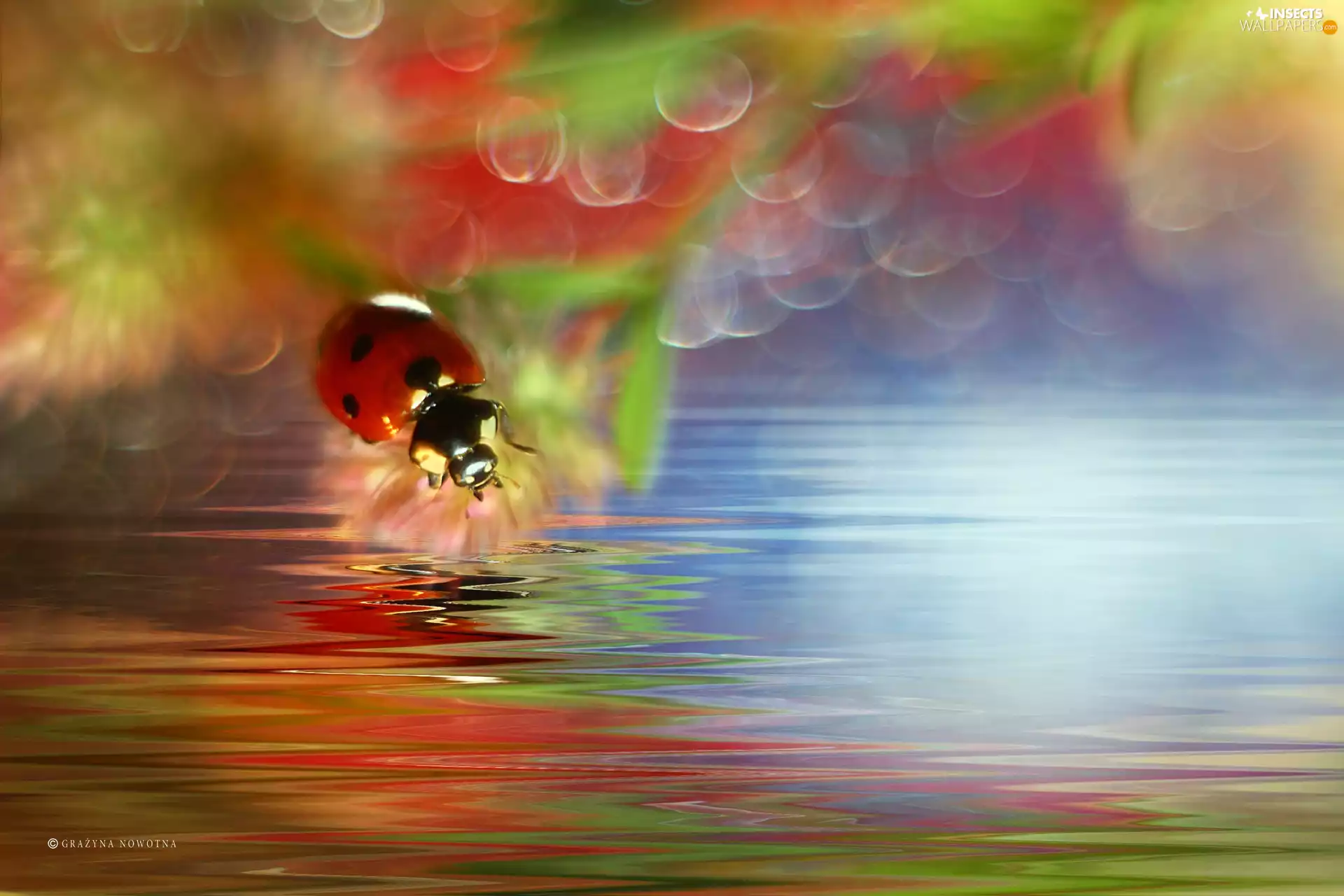 ladybird, Red, Bokeh, Insect