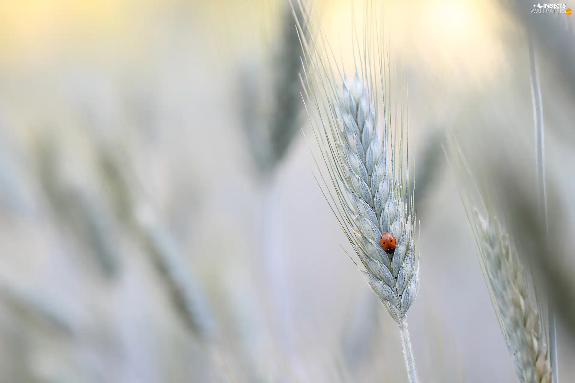 ladybird, corn, ear, Insect