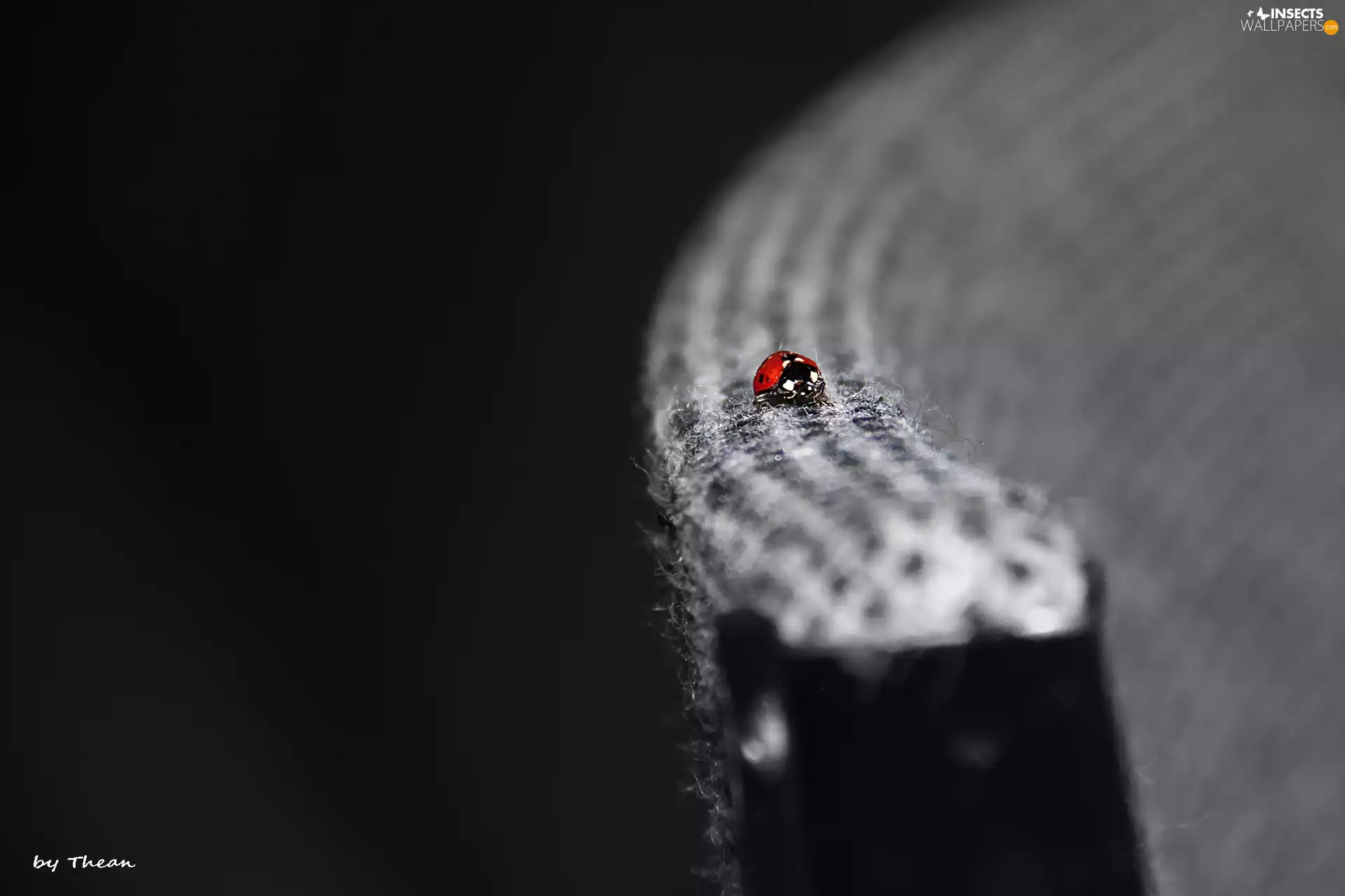 Insect, ladybird