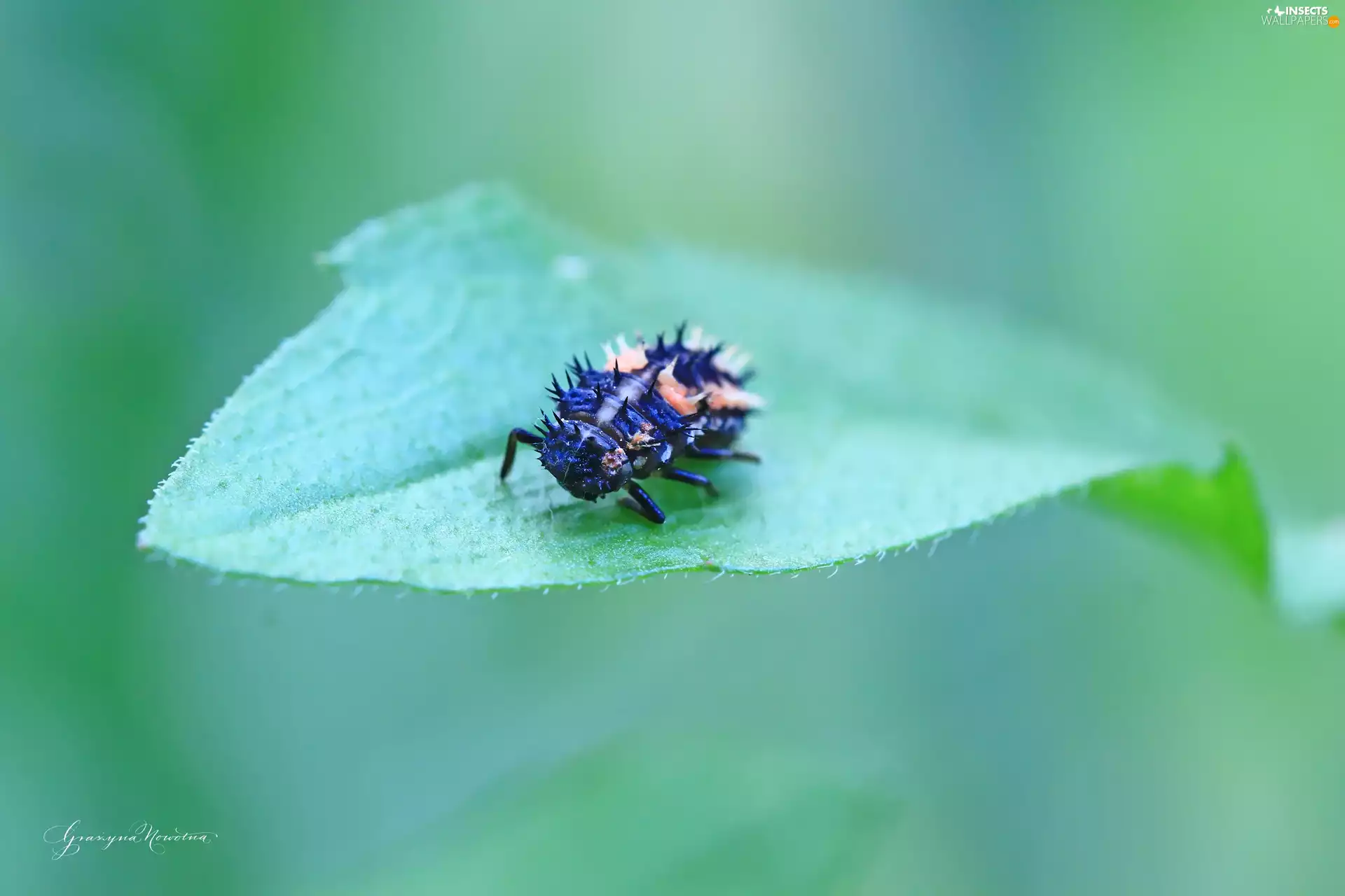 Insect, Nymph, ladybugs
