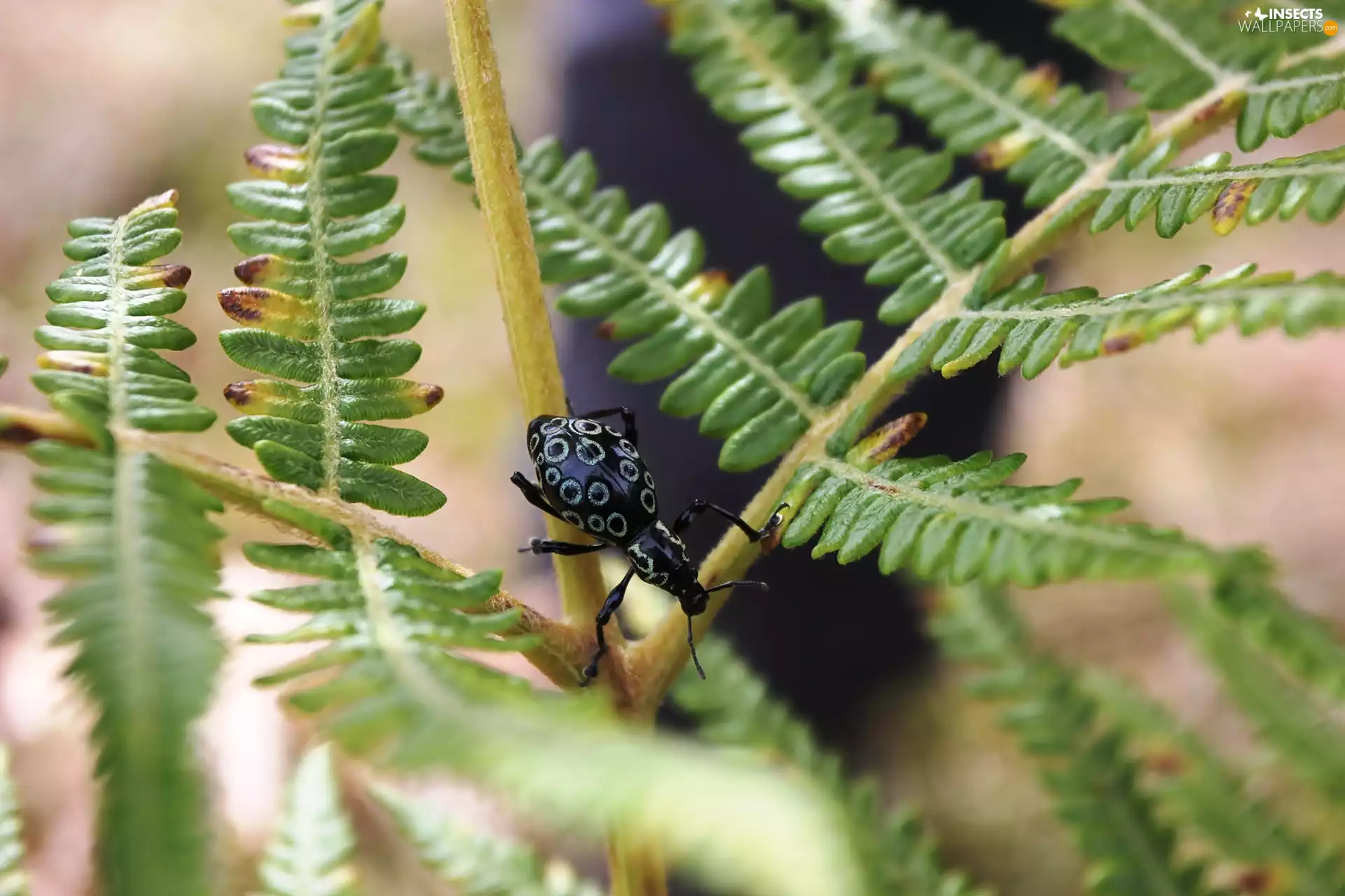 Insect, cockchafer, leaf