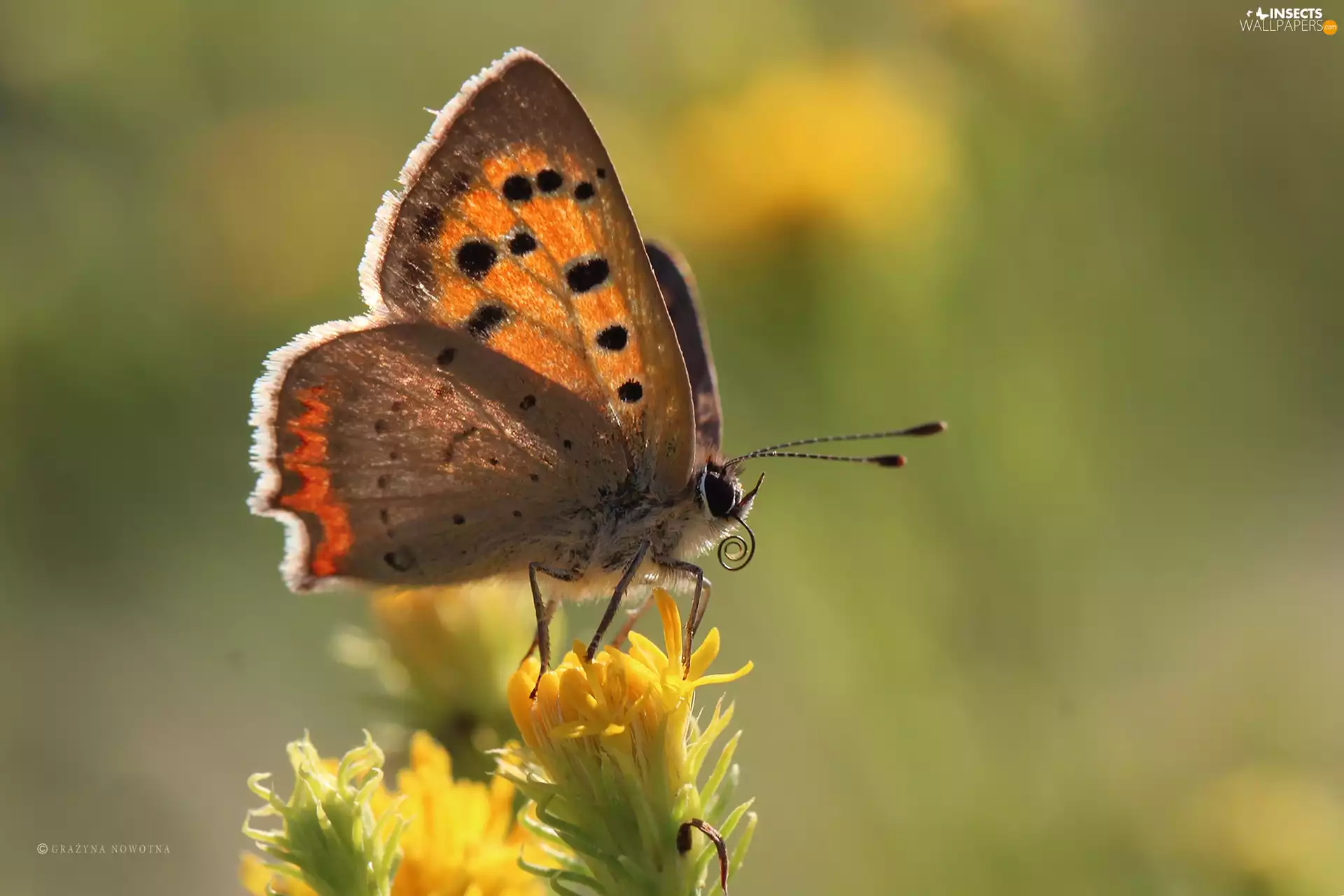 Insect, butterfly, Lycaena