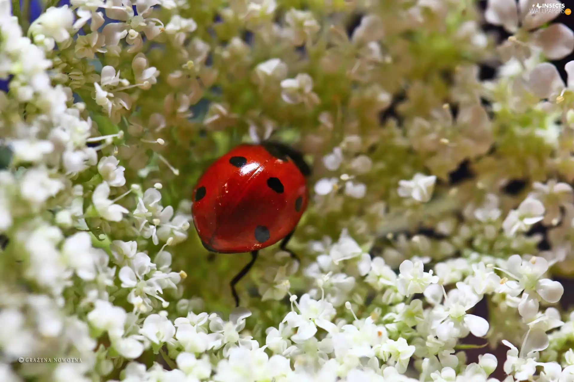 Insect, ladybird, Red