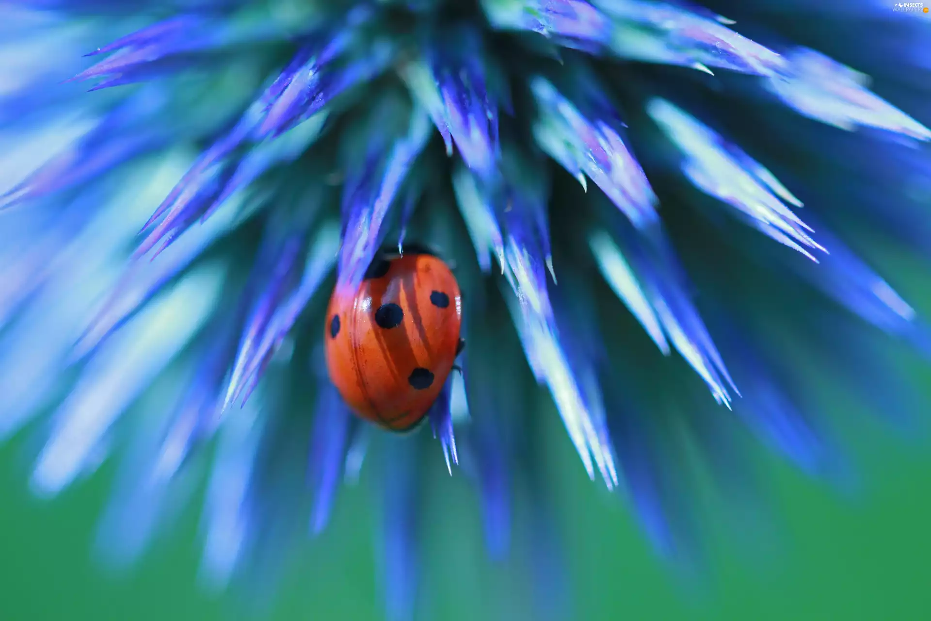Insect, ladybird, Red