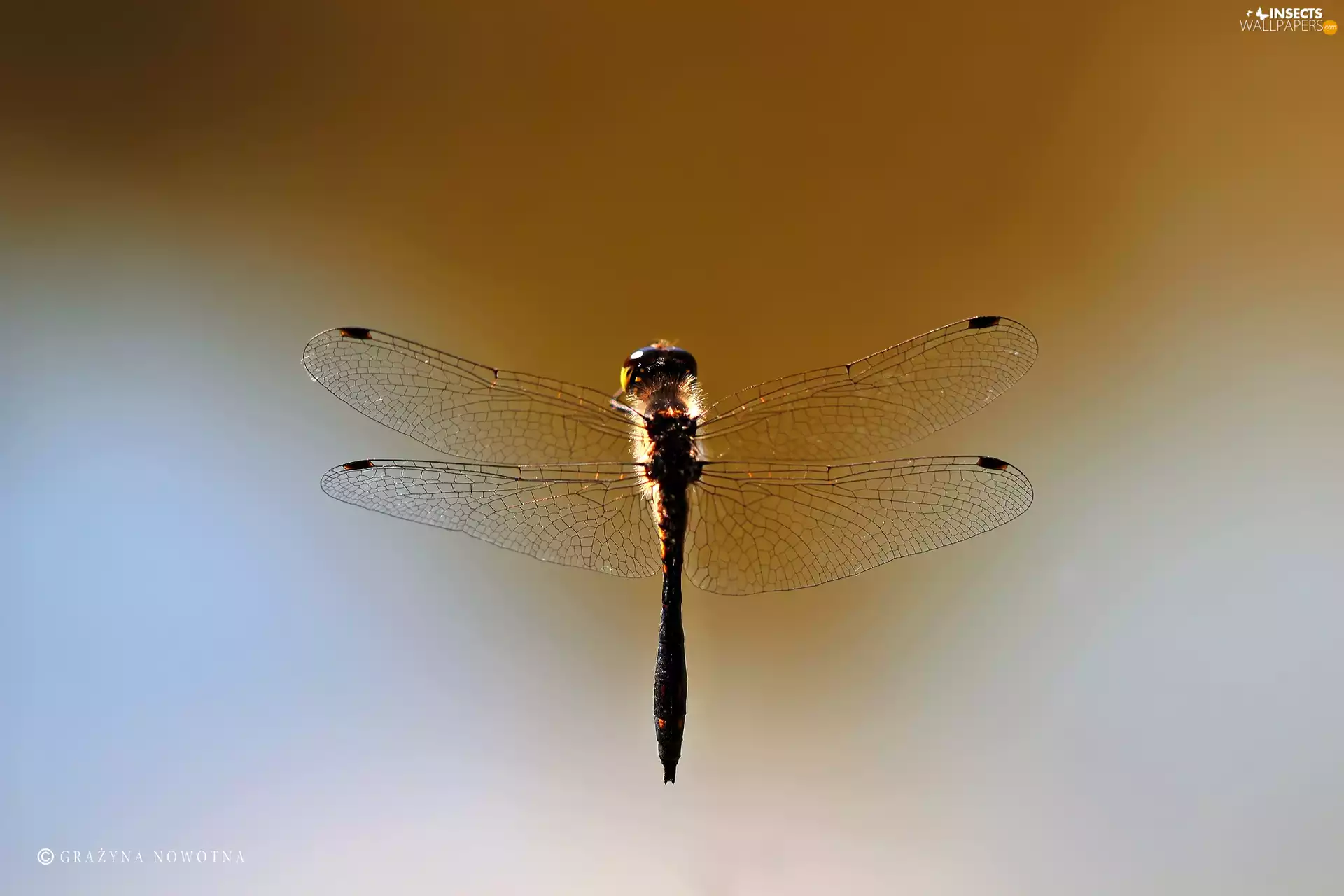 wings, dragon-fly, Insect