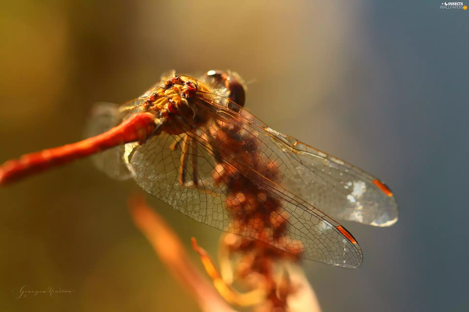 wings, dragon-fly, Insect