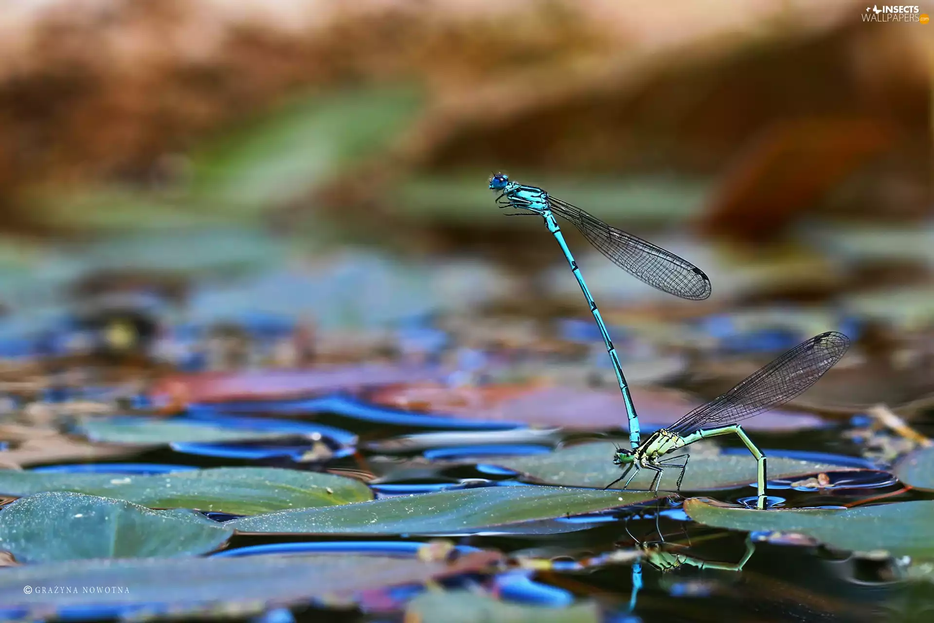 Two, insects, Close, dragon-fly