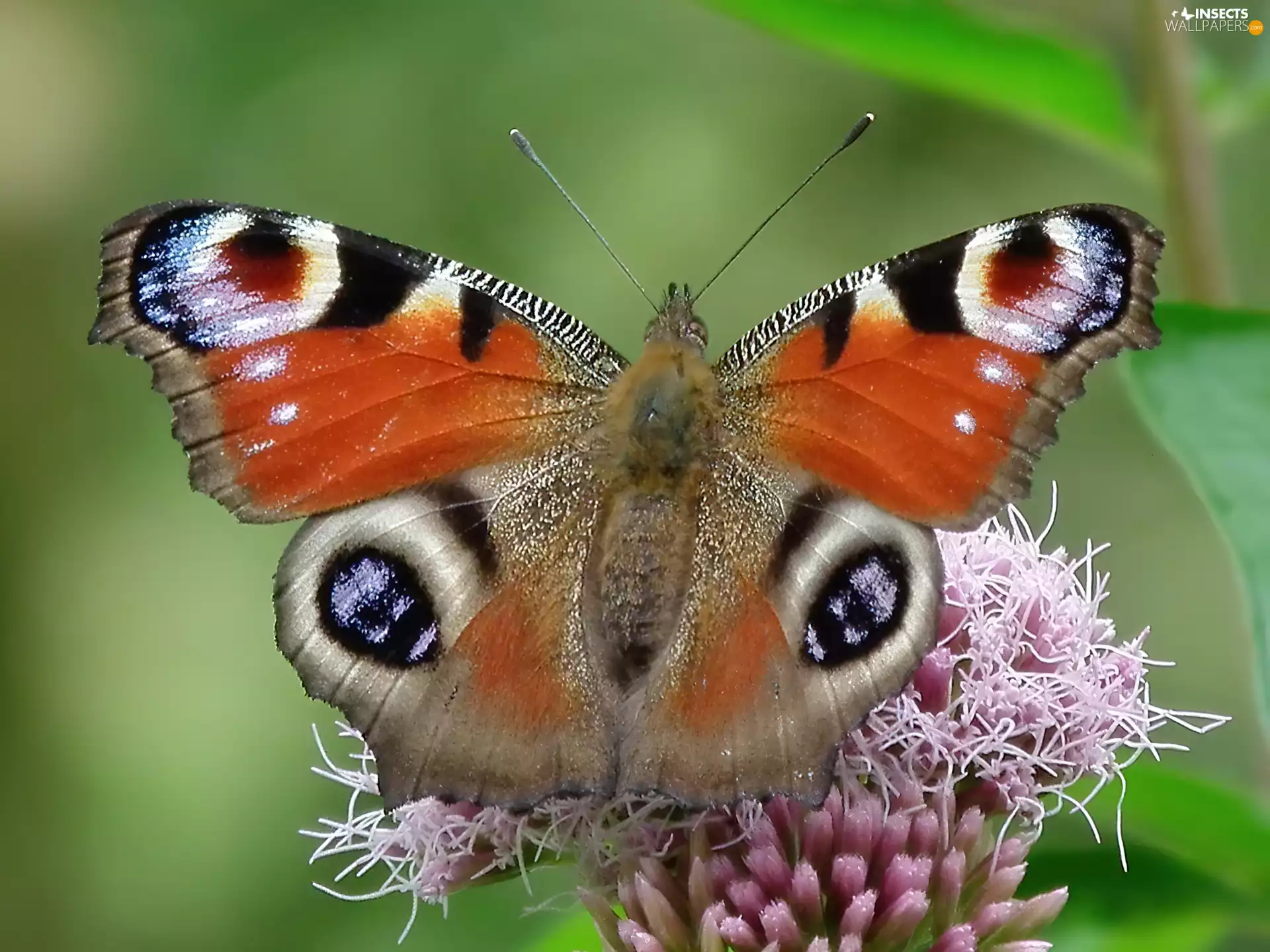 butterfly, io, Colourfull Flowers, undine