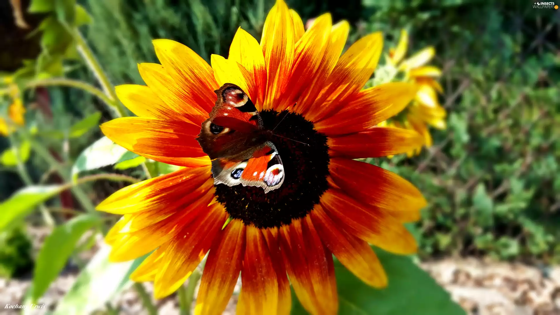 undine, io, decorated, butterfly, Sunflower