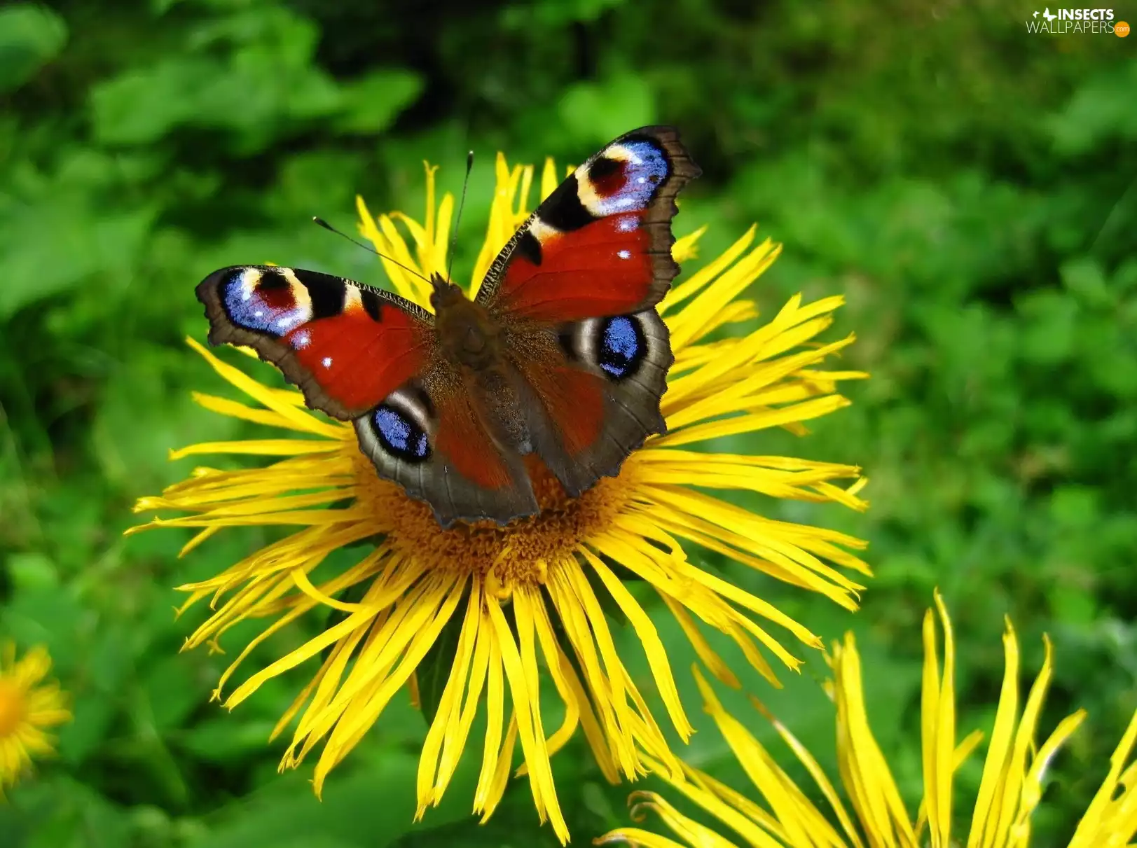 color, Yellow, undine, io, butterfly, Flowers