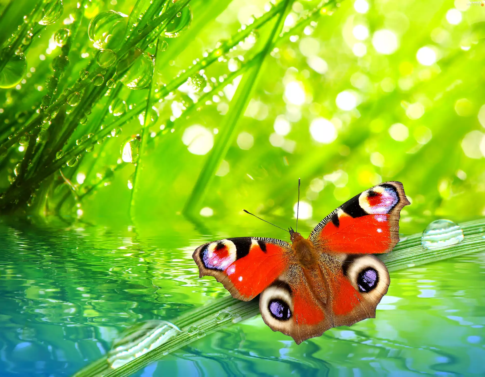 grass, undine, Rosy, io, butterfly, drops, Close