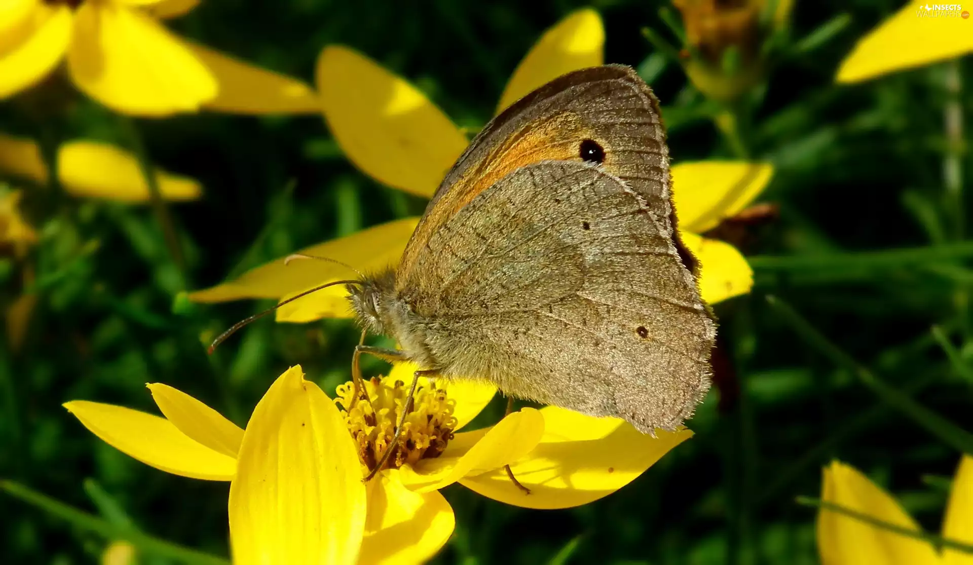 butterfly, Jurtina, Flowers, Aphantopus Hyperantus