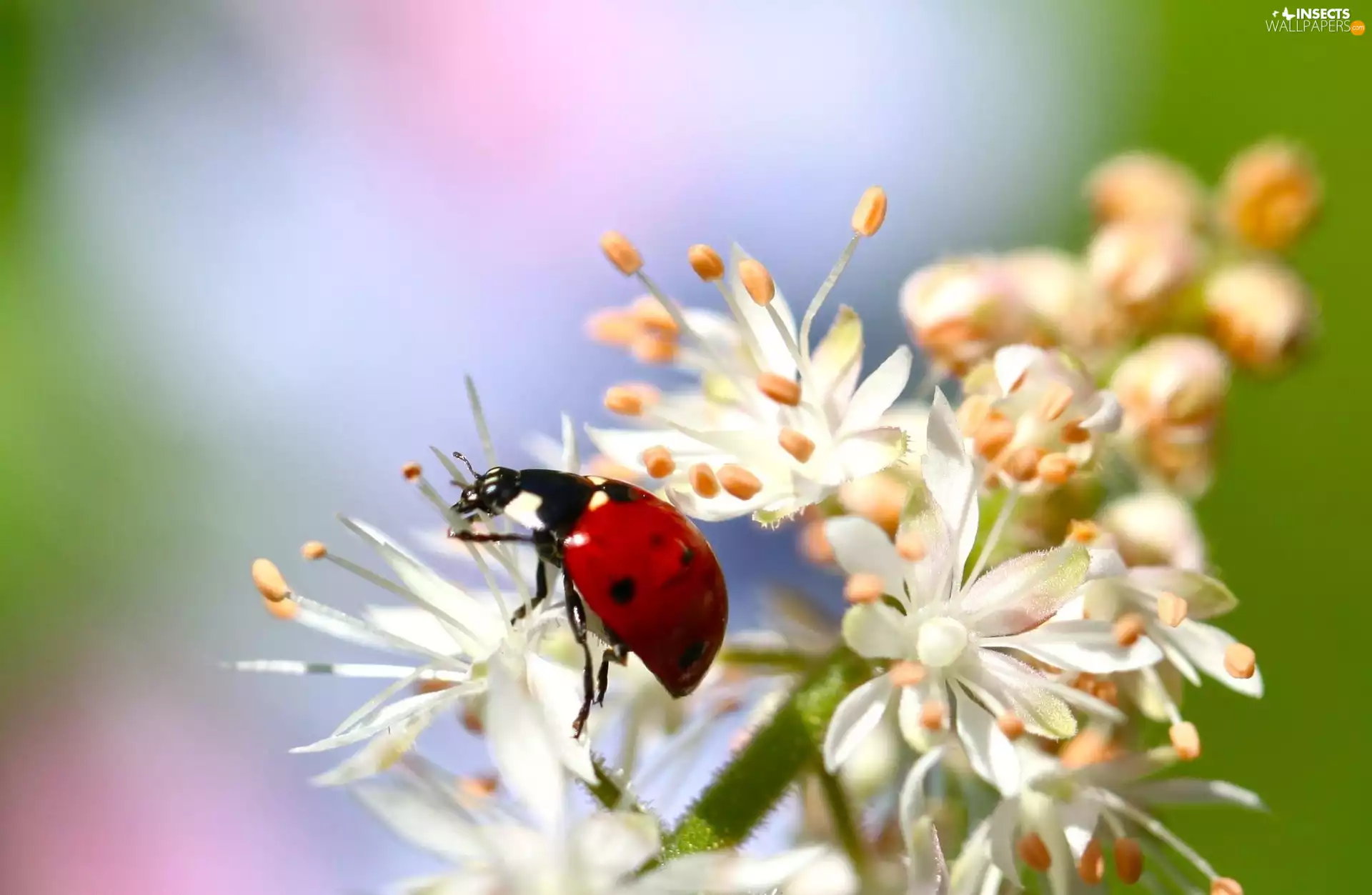 White, kirsch, ladybird, Colourfull Flowers