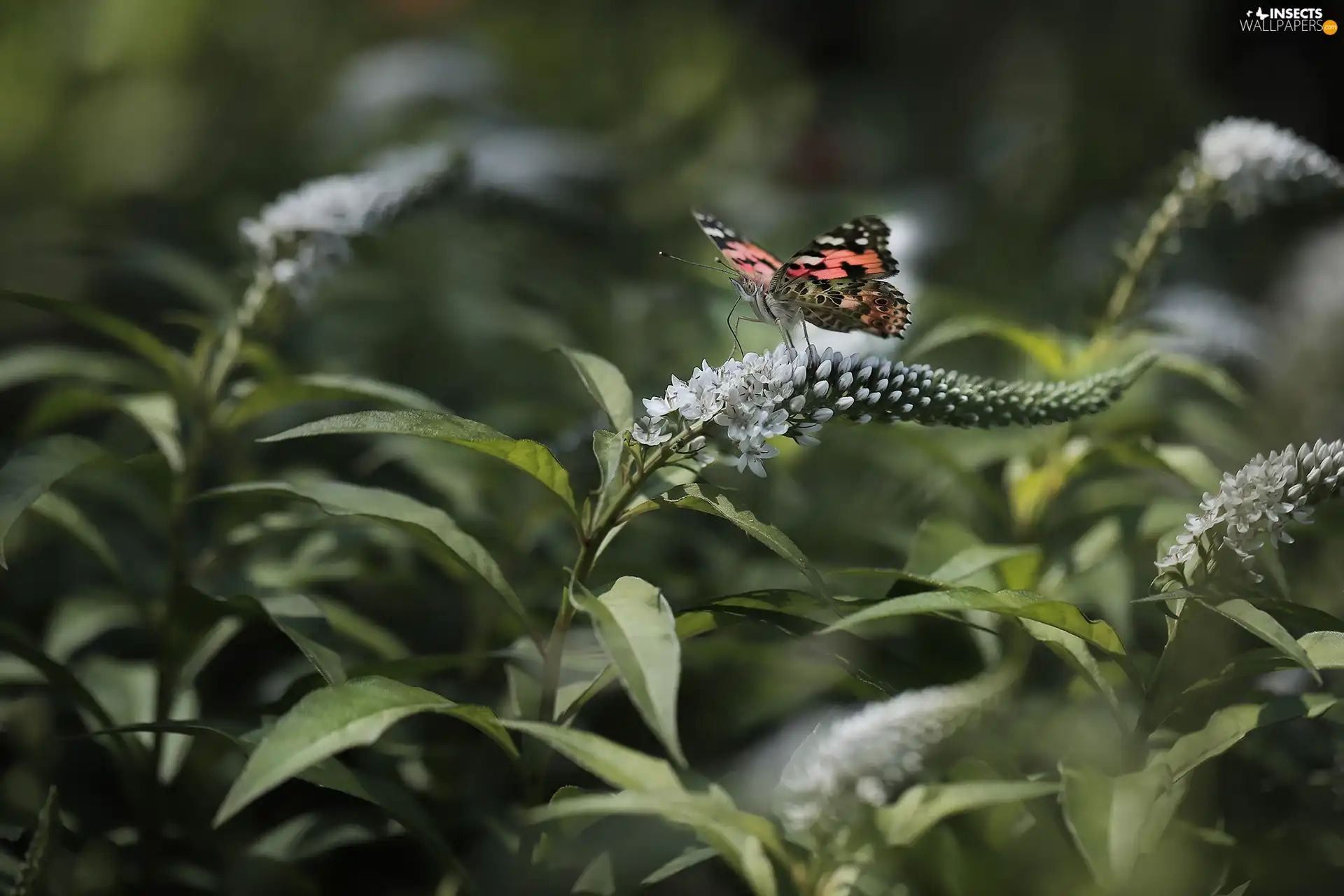 Flowers, Buddleia, Painted Lady, White, butterfly