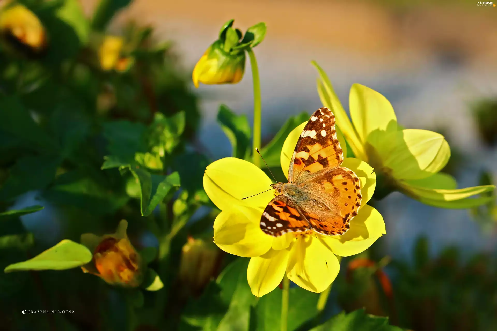Painted Lady, Insect, dahlias, butterfly