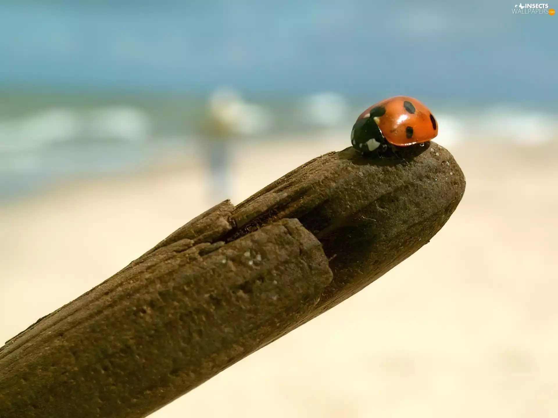 ladybird, seven-
