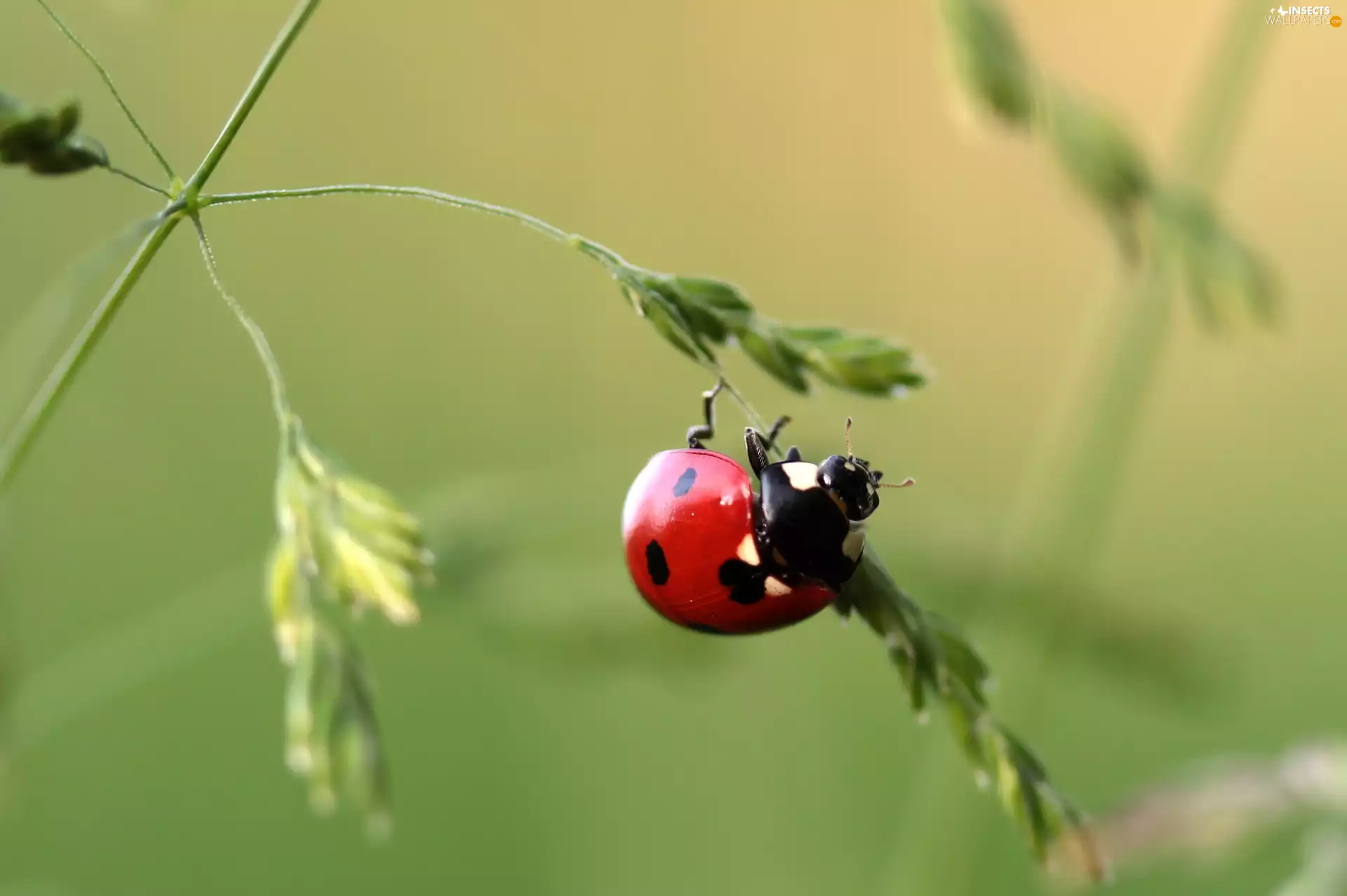 ladybird