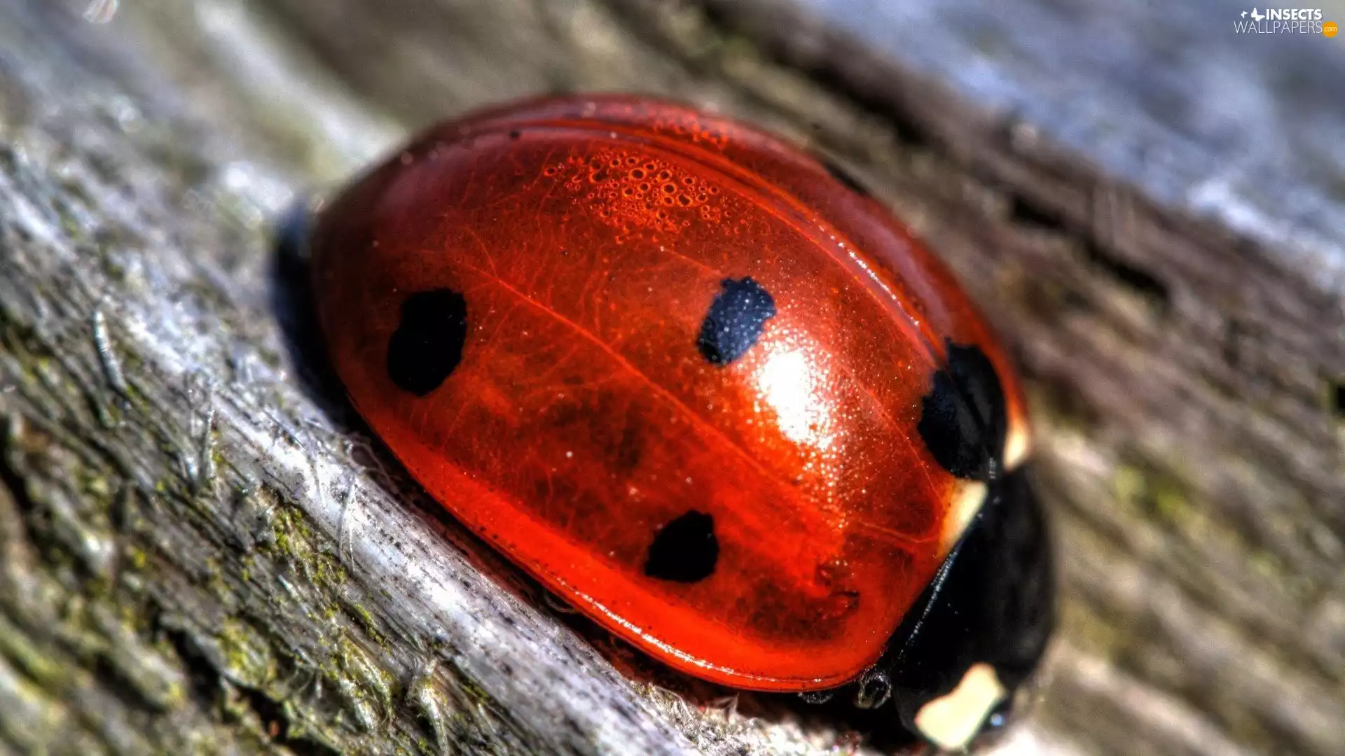 ladybird