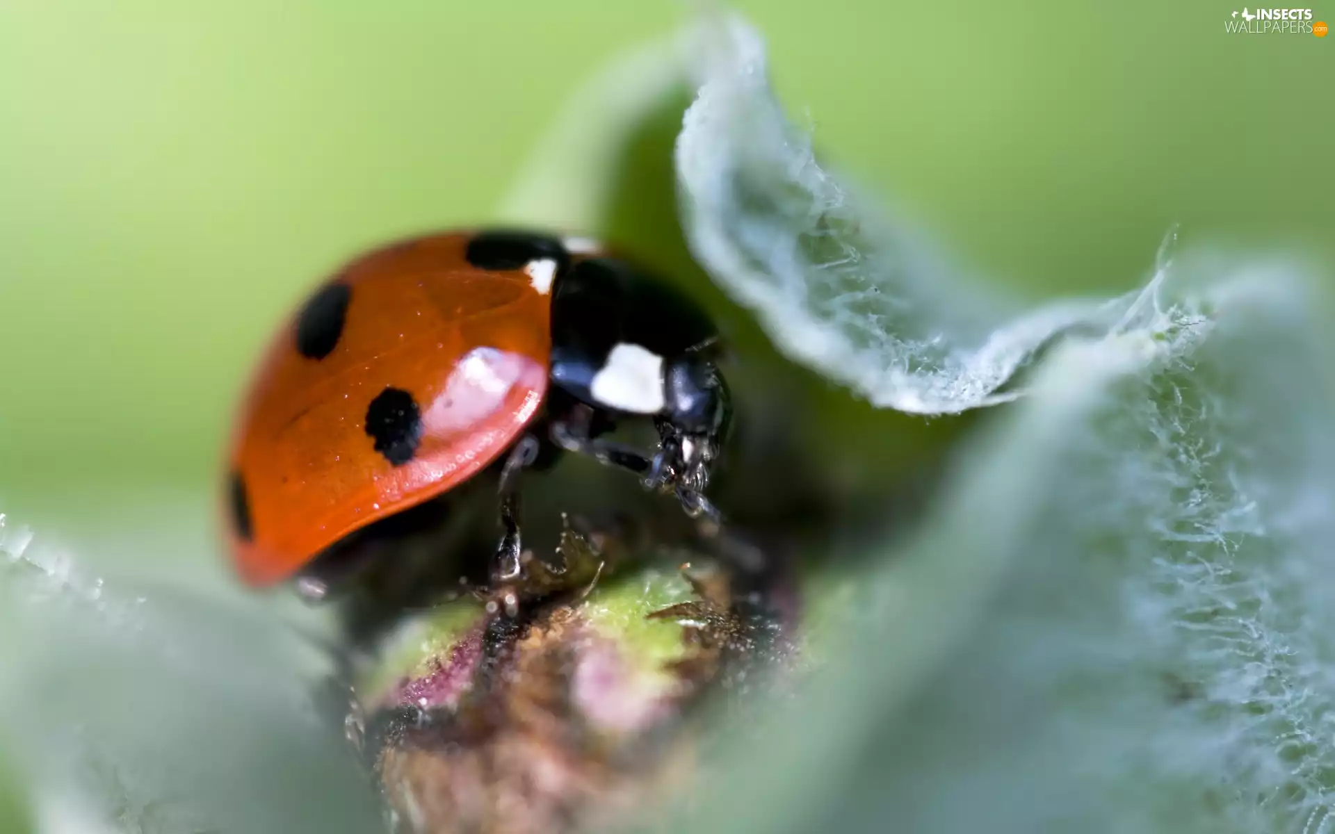 ladybird