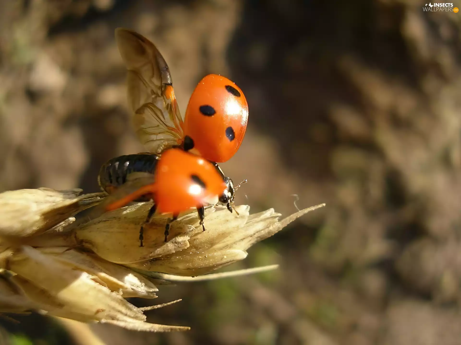 ladybird